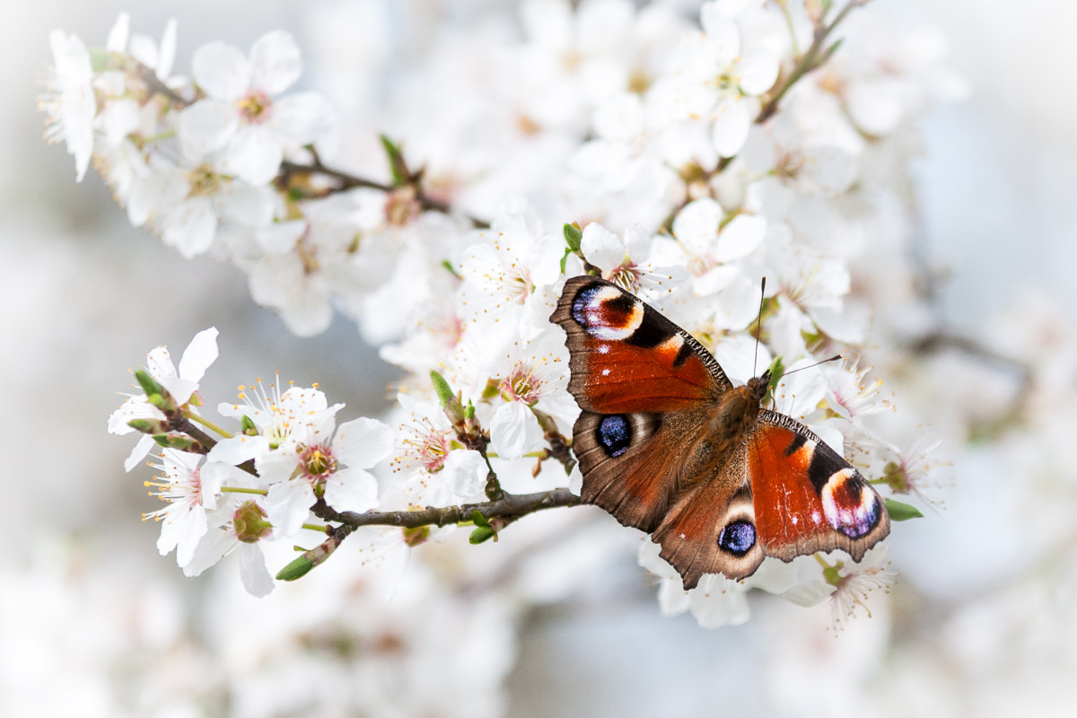 Sigma 70-200mm F2.8 EX DG OS HSM sample photo. First butterfly in spring photography