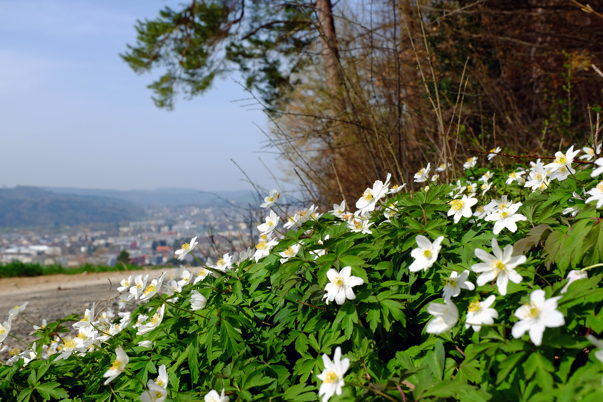 Fujifilm XC 16-50mm F3.5-5.6 OIS sample photo. Margritli photography