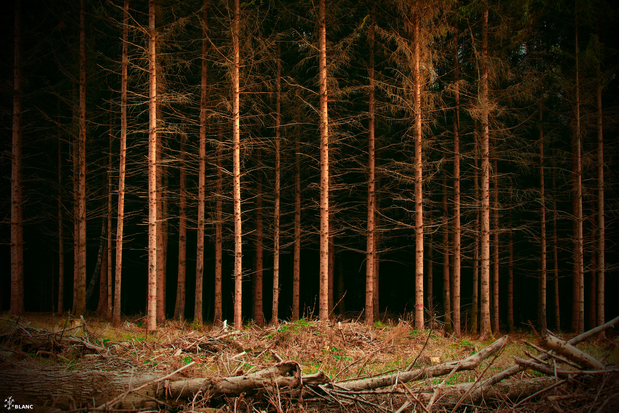 Tamron SP 70-200mm F2.8 Di VC USD sample photo. The dark forest photography