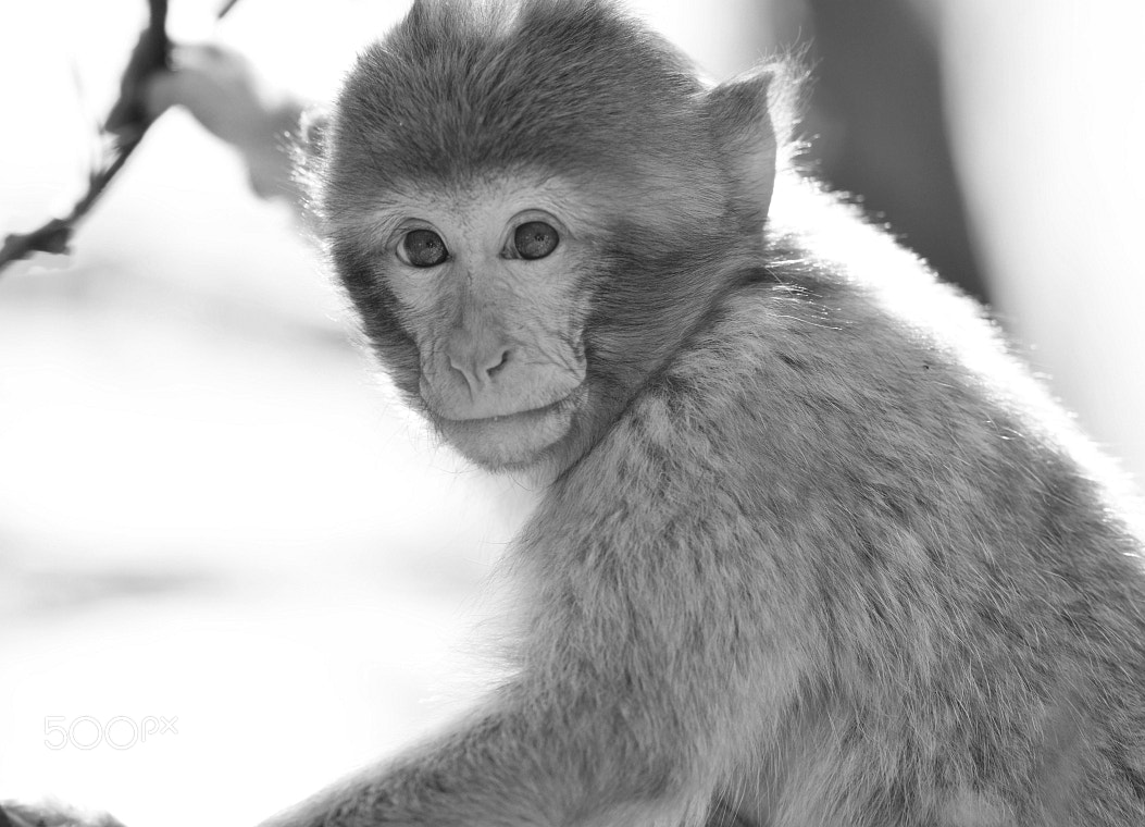 Nikon AF-S Nikkor 400mm F2.8G ED VR II sample photo. Little barbary ape sitting in a tree photography
