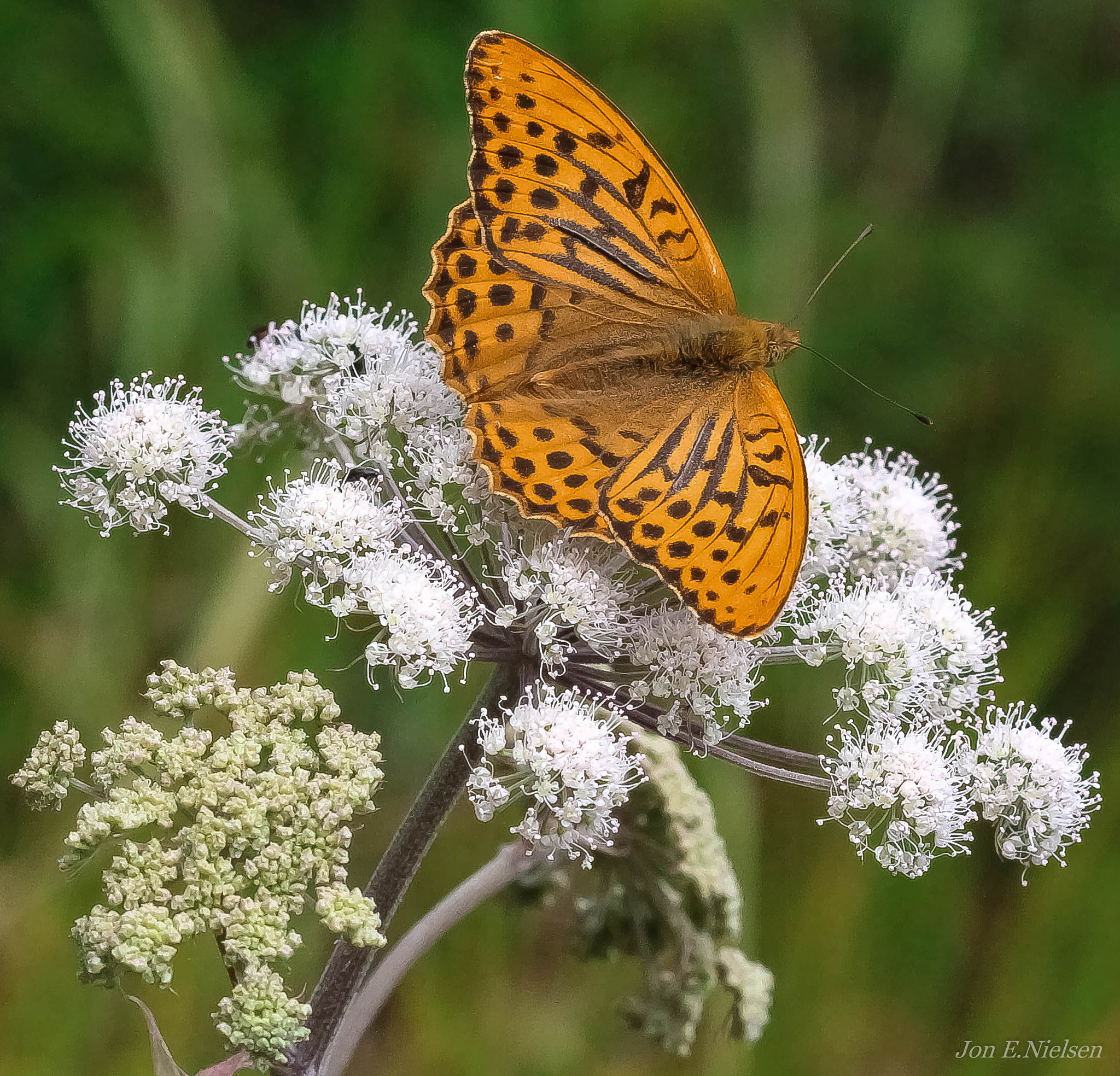 Canon EF 100mm F2.8 Macro USM sample photo. " butterfly " photography