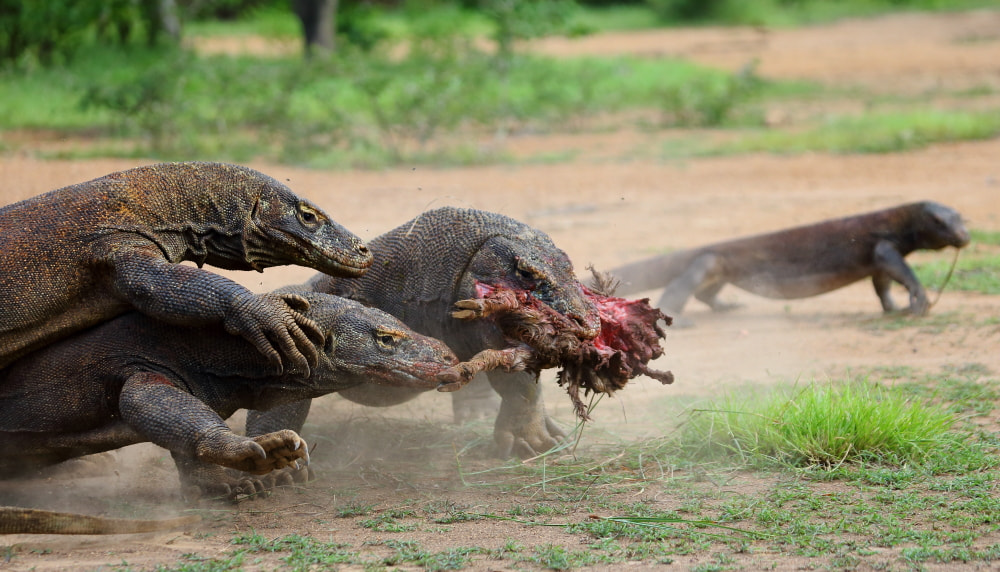 Canon EF 100-400mm F4.5-5.6L IS USM sample photo. Gai_3537.jpg photography