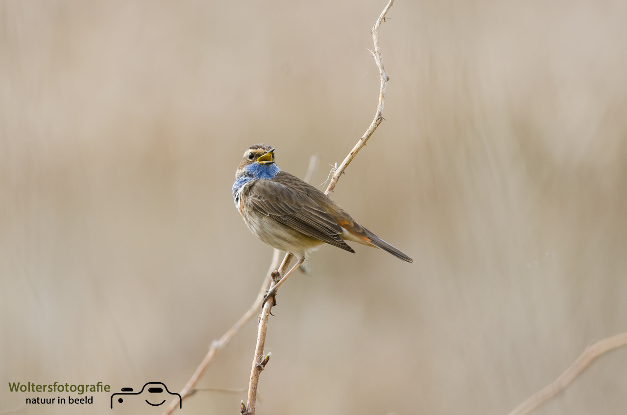 Nikon AF-S Nikkor 200-400mm F4G ED-IF VR sample photo. Spring is in the air photography