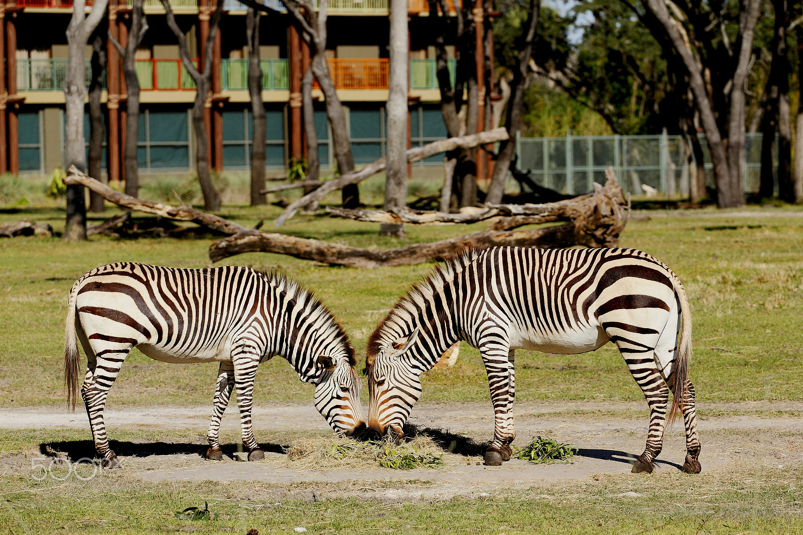 Canon EOS 7D + Canon EF 70-200mm F4L USM sample photo. Zebra photography