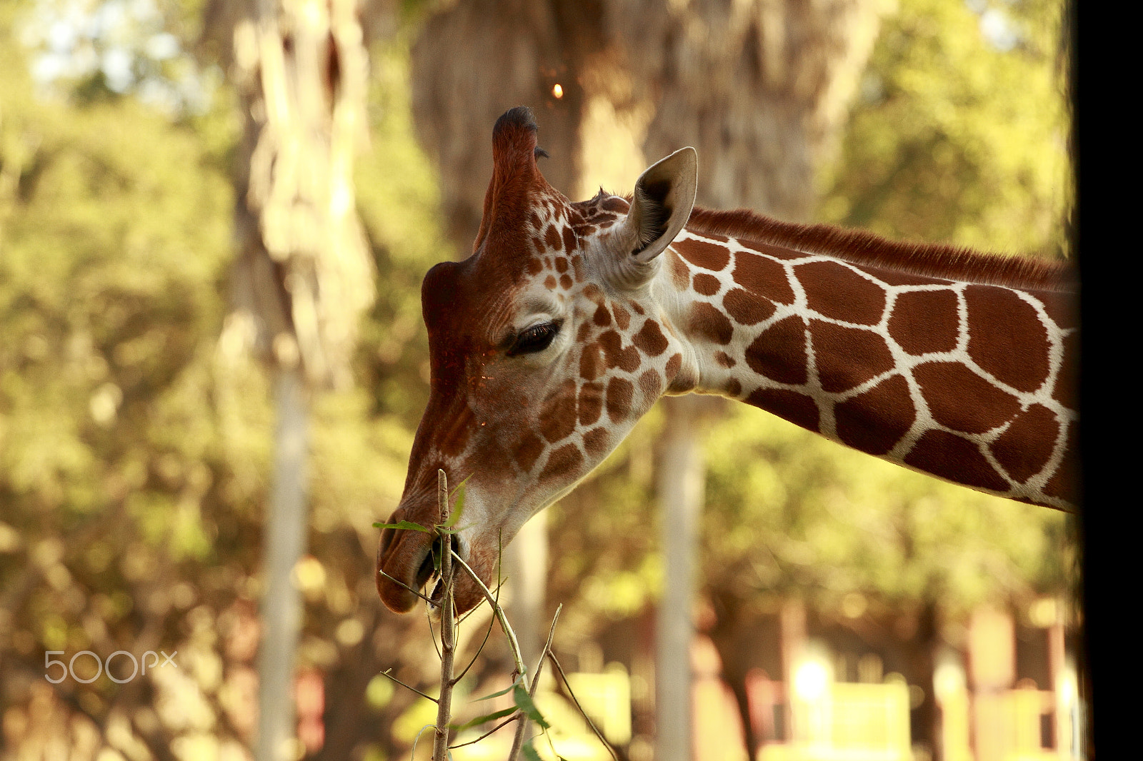 Canon EF 70-200mm F4L USM sample photo. Giraffe photography