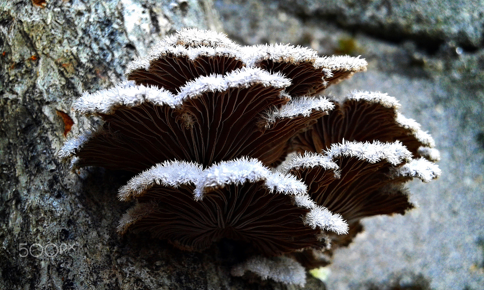 Samsung Galaxy Core Plus sample photo. Fungus photography
