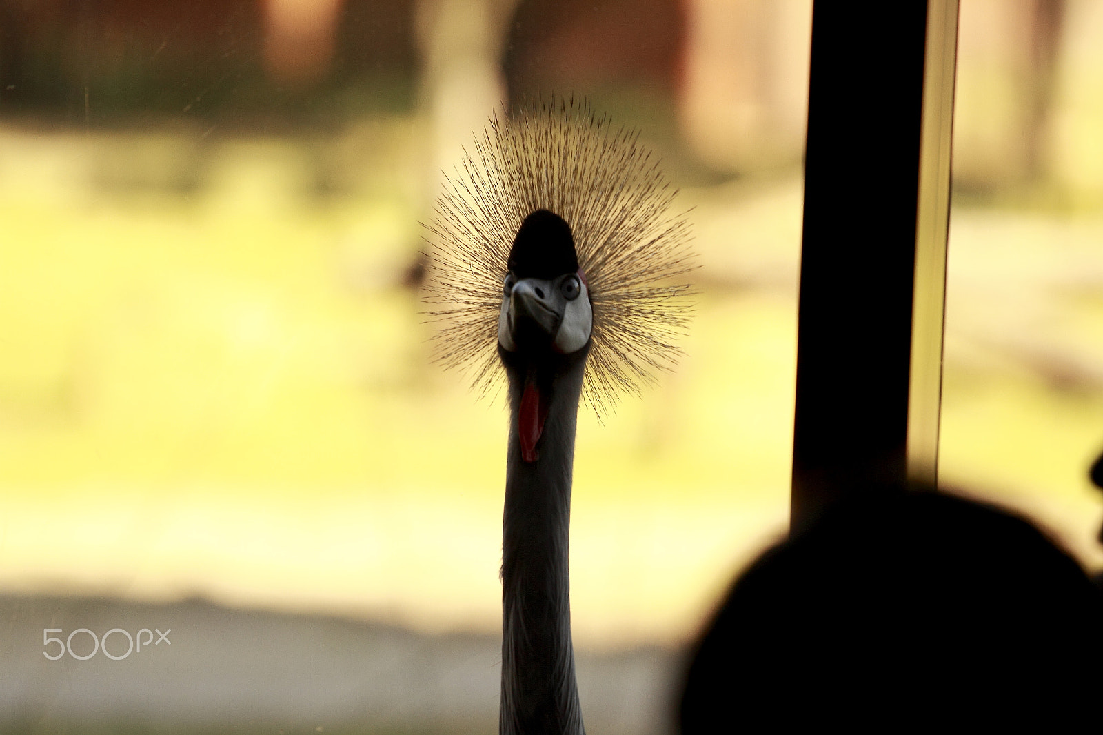 Canon EOS 7D + Canon EF 70-200mm F4L USM sample photo. Bird photography