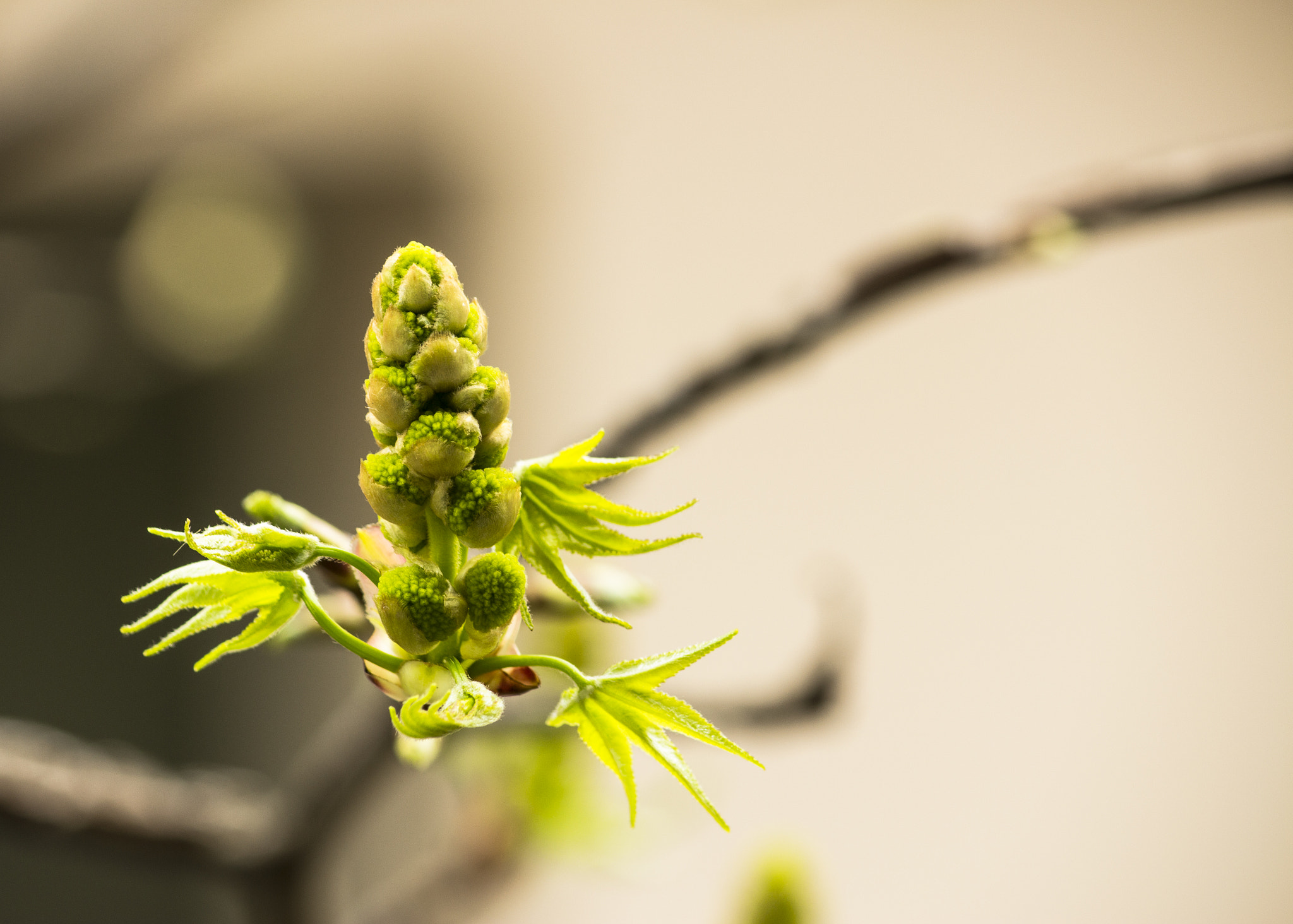 Canon EOS M sample photo. Rispect photography
