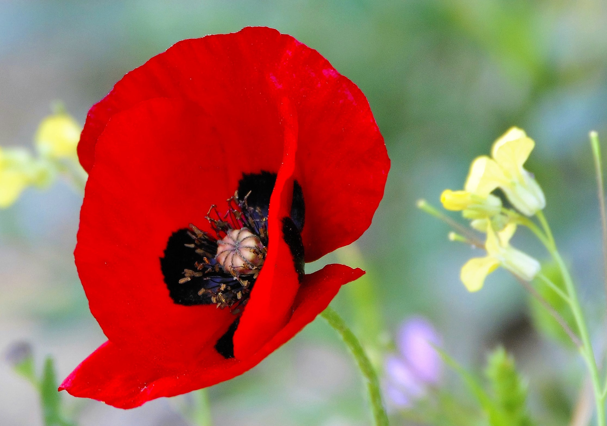 Sigma 150-600mm F5-6.3 DG OS HSM | C sample photo. Flowers photography