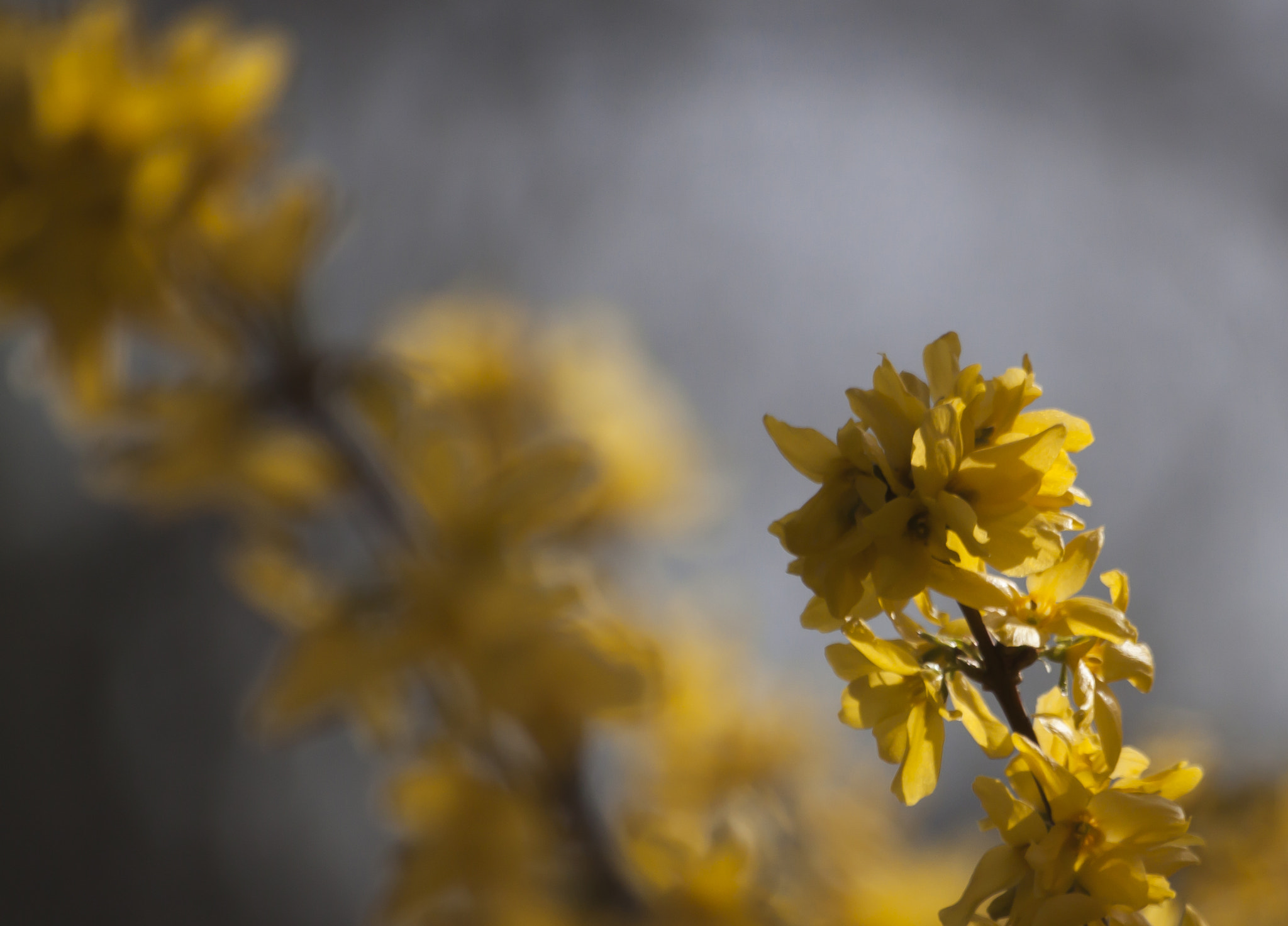 Sigma 70-300mm F4-5.6 APO DG Macro sample photo. Yellow photography