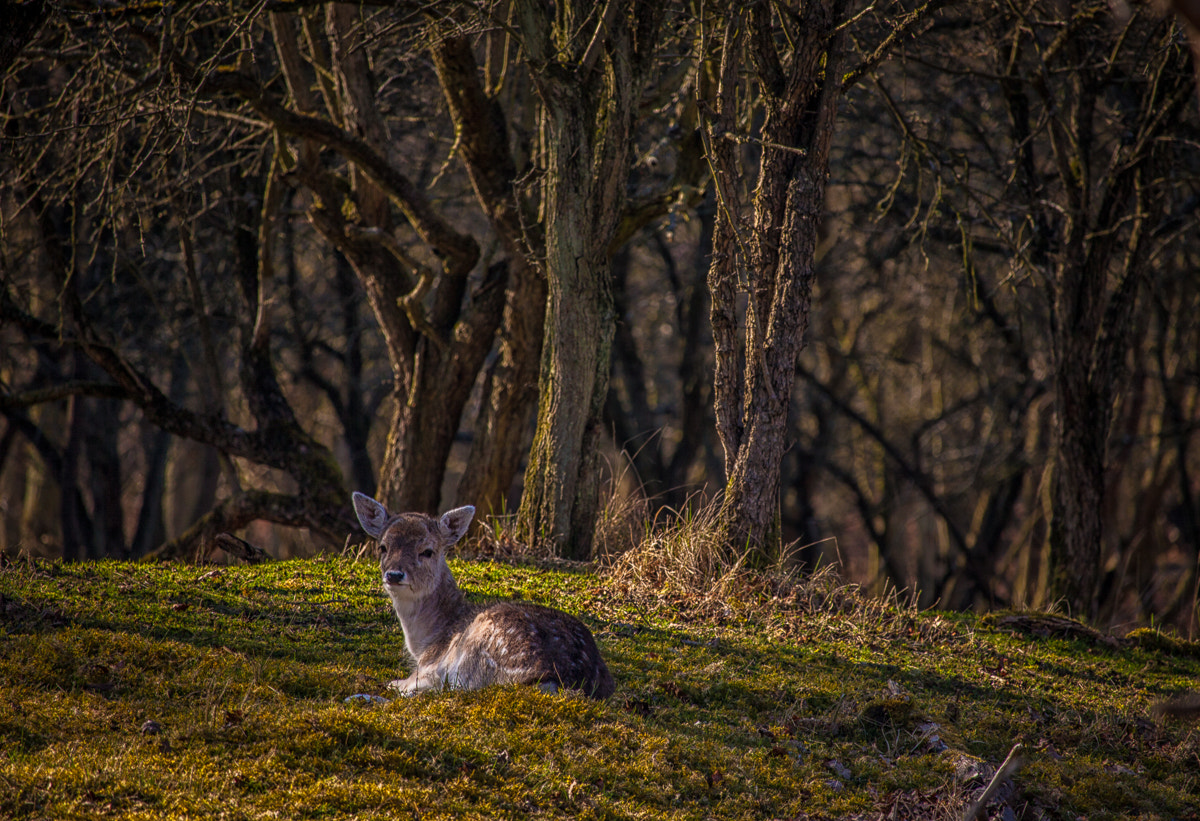 Canon EF-S 55-250mm F4-5.6 IS STM sample photo. Young deer resting photography
