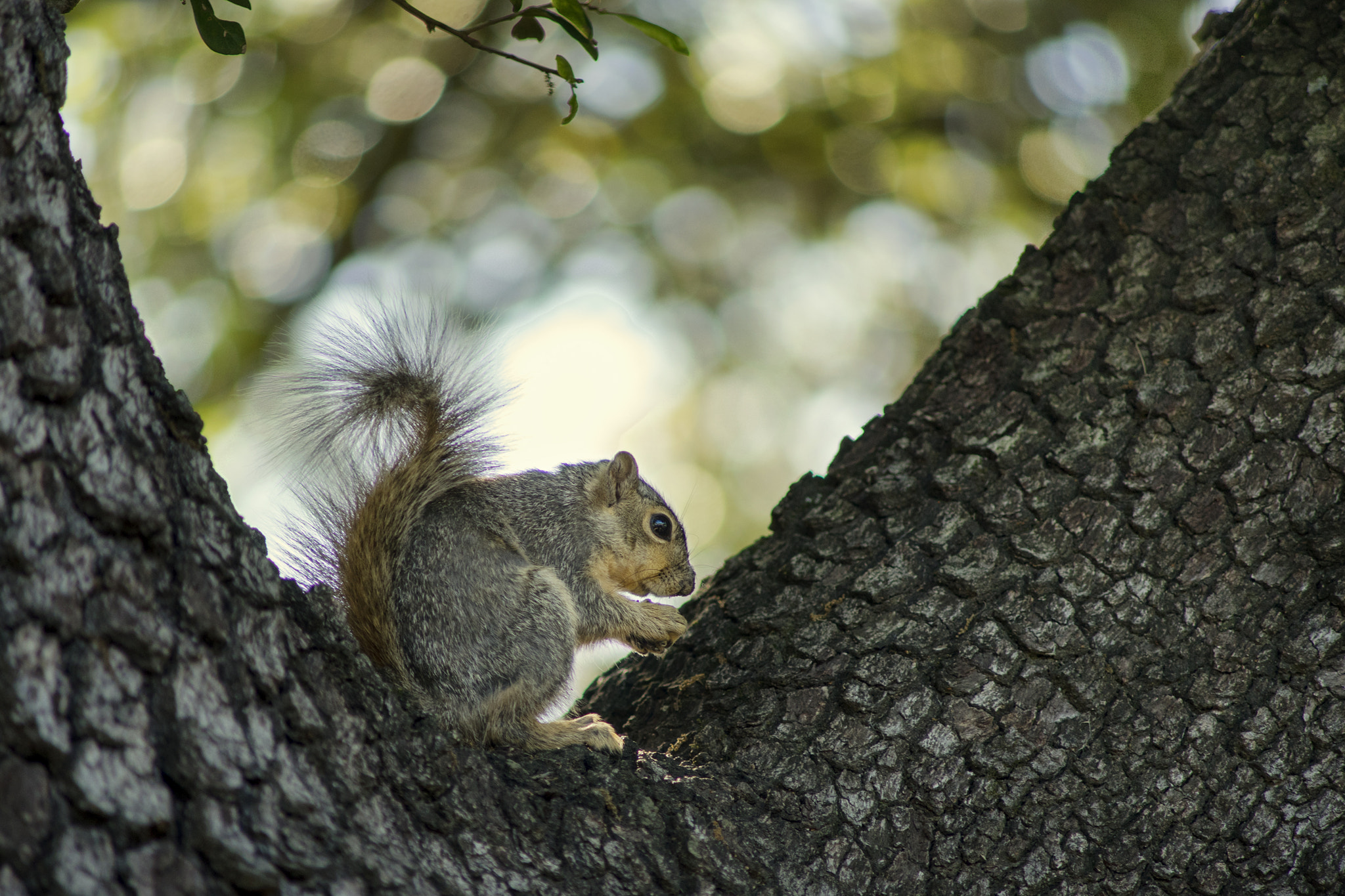 Sony a7 + Minolta AF 70-210mm F4 Macro sample photo. Squirrel photography
