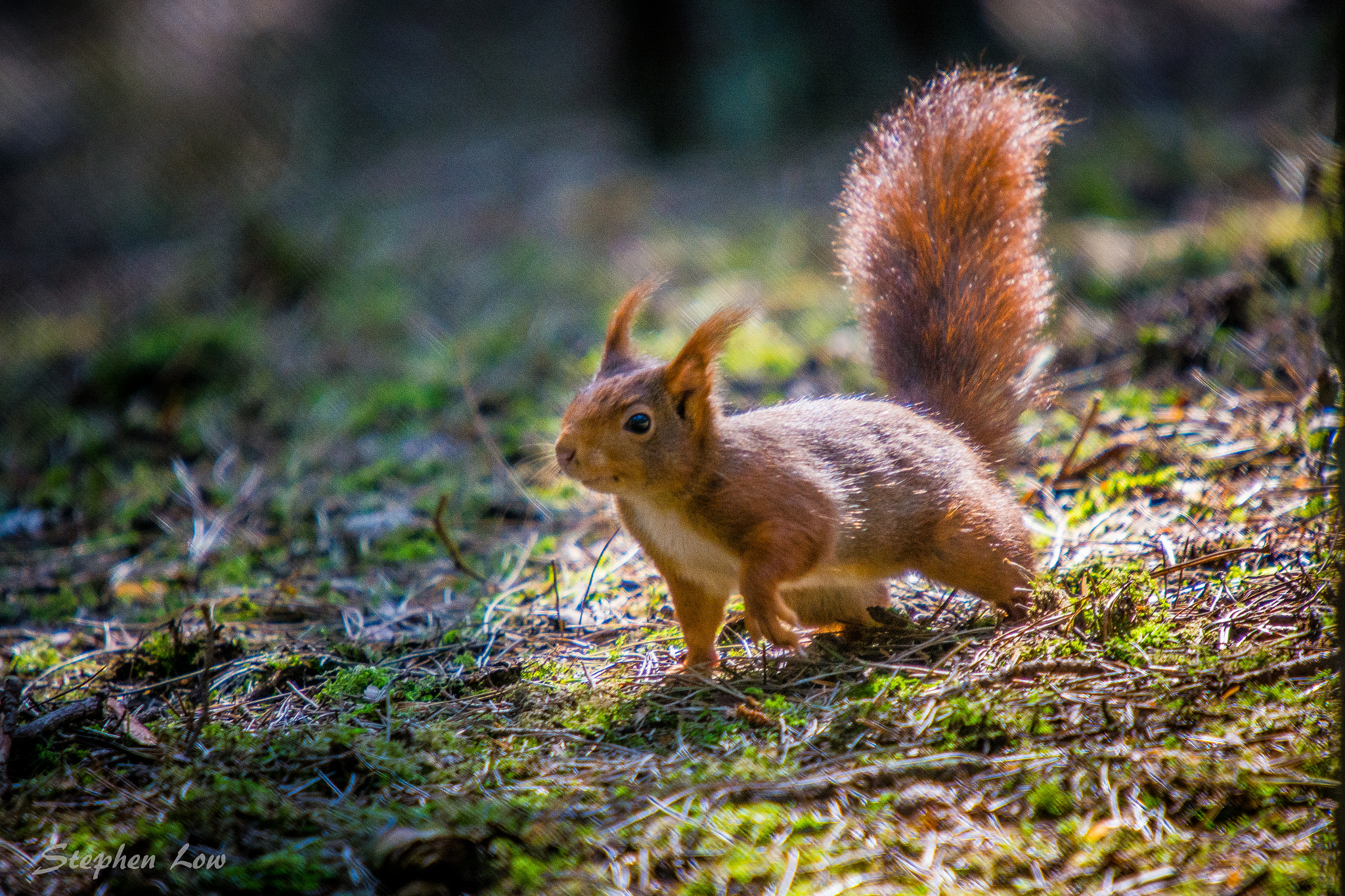 Sigma 50-500mm F4-6.3 EX APO RF HSM sample photo. Red squirrel photography