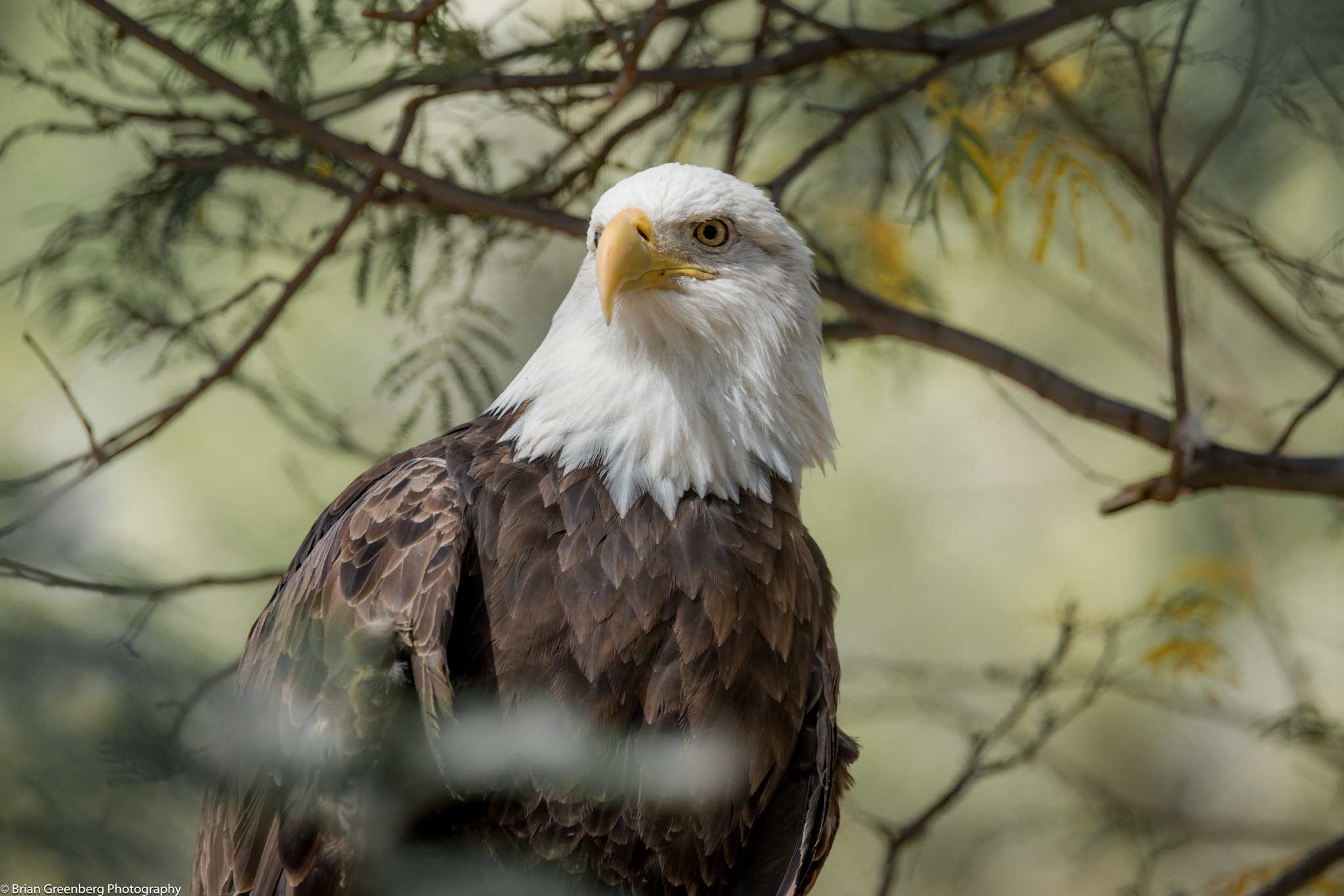 Sony a99 II + Sony 70-400mm F4-5.6 G SSM sample photo. 'merica  2 photography