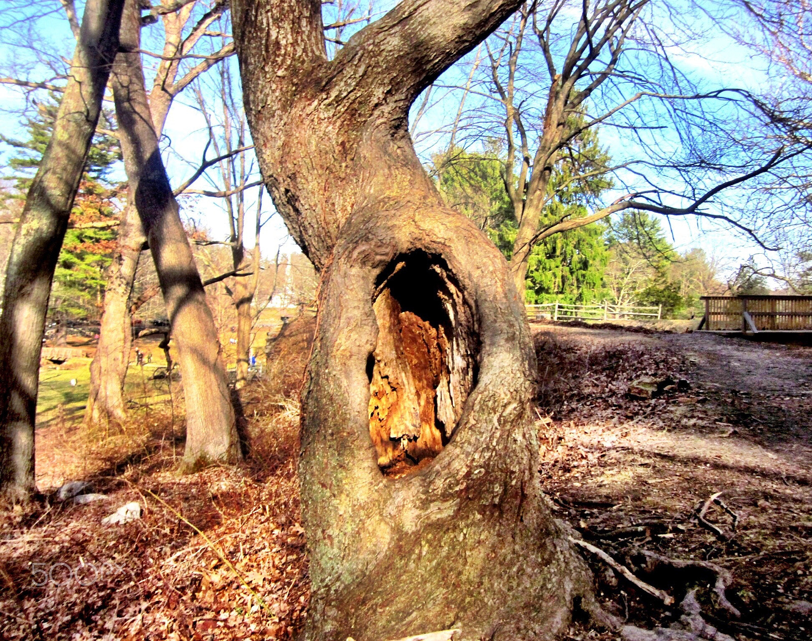 Canon PowerShot SD1300 IS (IXUS 105 / IXY 200F) sample photo. Knotted tree hollow photography