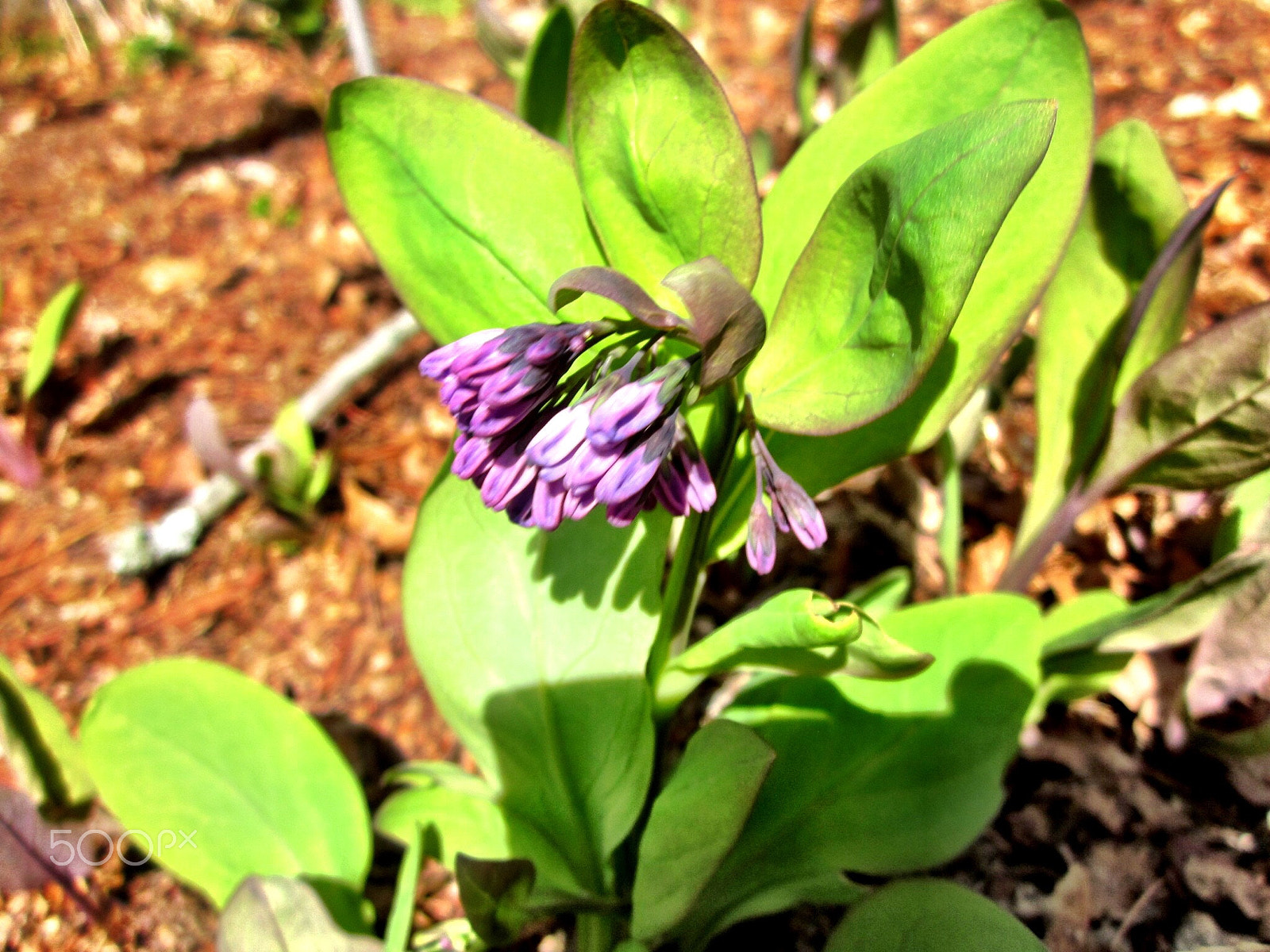 Canon PowerShot SD1300 IS (IXUS 105 / IXY 200F) sample photo. Virginia bluebell in blossom photography