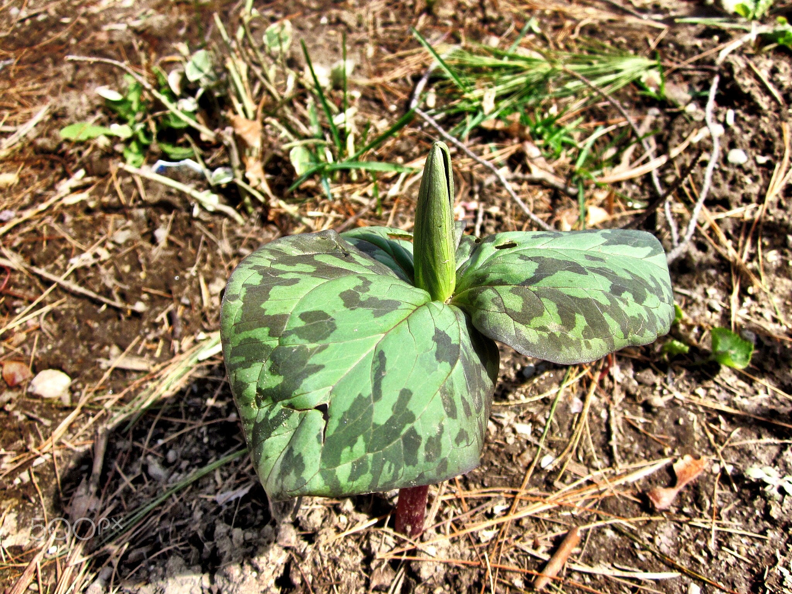 Canon PowerShot SD1300 IS (IXUS 105 / IXY 200F) sample photo. Rare trillium in early spring photography