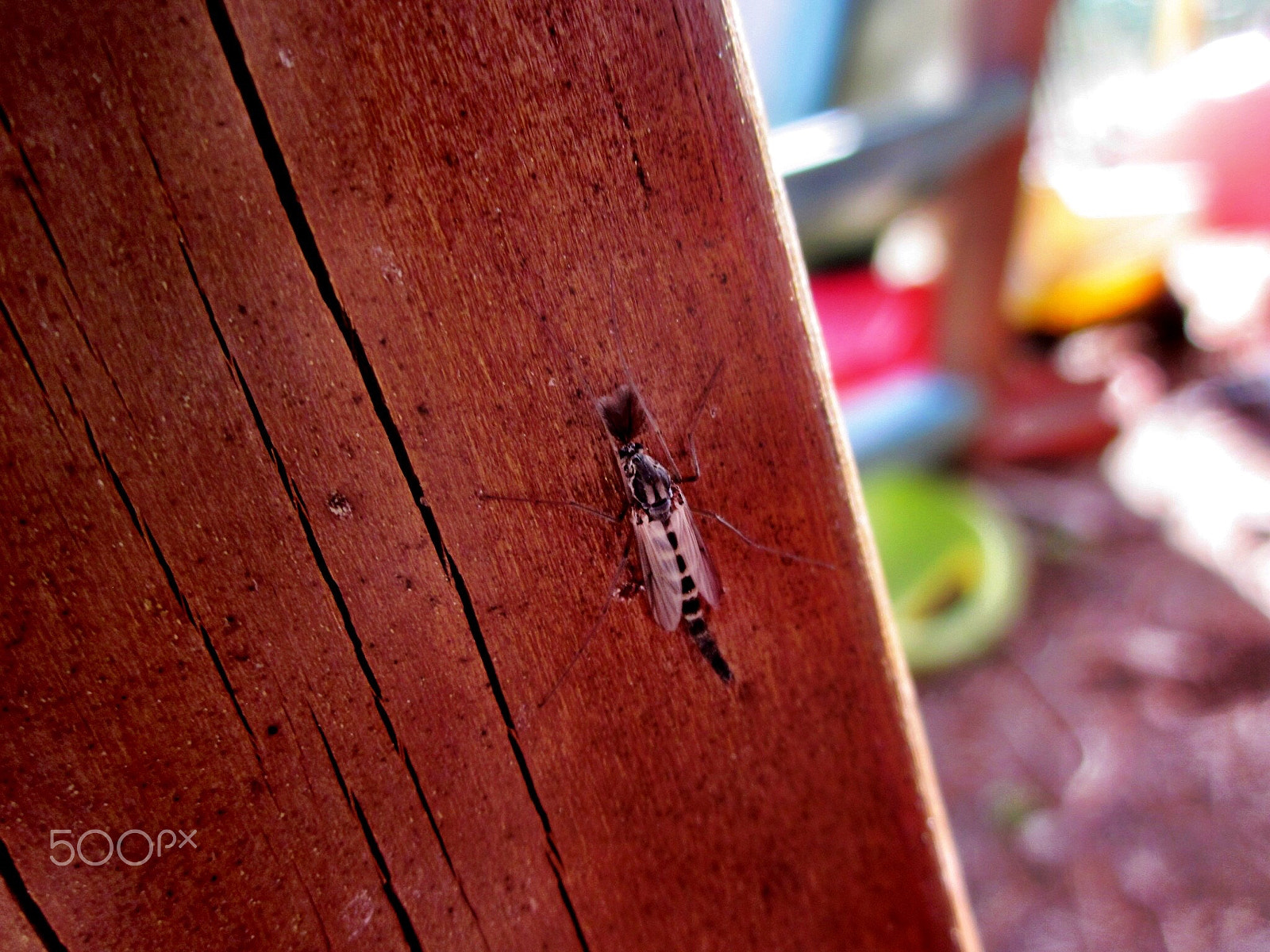 Canon PowerShot SD1300 IS (IXUS 105 / IXY 200F) sample photo. Spring nymph on wood photography