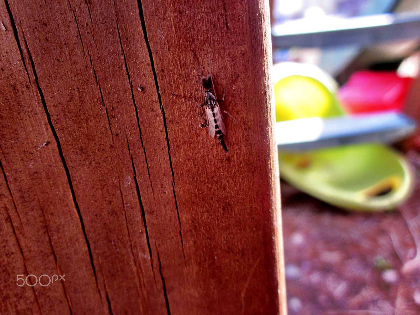 Canon PowerShot SD1300 IS (IXUS 105 / IXY 200F) sample photo. Spring nymph on wood photography