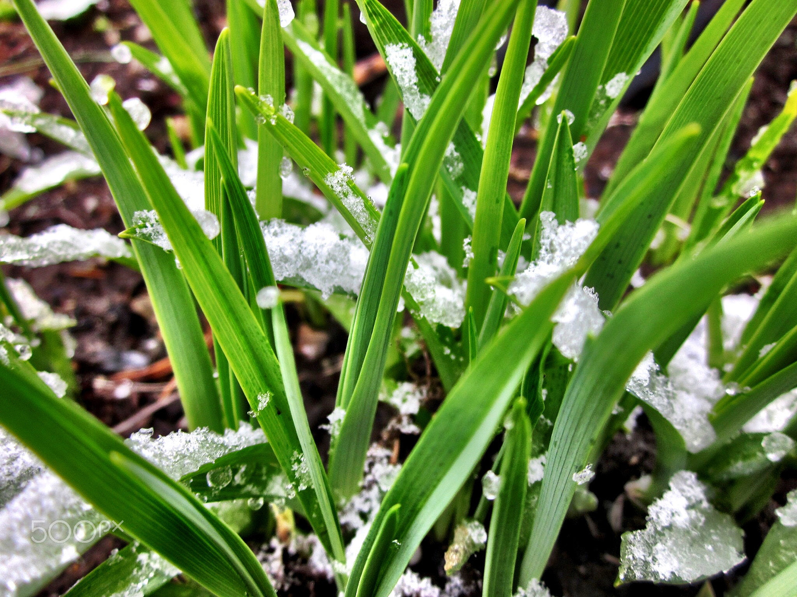 Canon PowerShot SD1300 IS (IXUS 105 / IXY 200F) sample photo. Late spring snow covering grasses photography