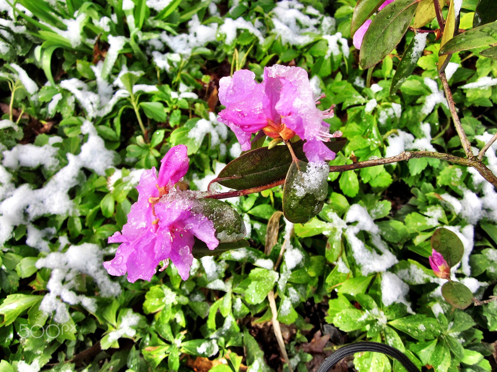 Canon PowerShot SD1300 IS (IXUS 105 / IXY 200F) sample photo. Late spring snow covering flowers photography