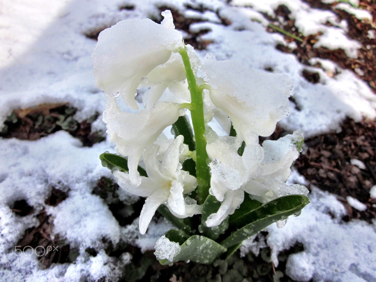 Canon PowerShot SD1300 IS (IXUS 105 / IXY 200F) sample photo. Late spring snow covering hyacinth flowers photography