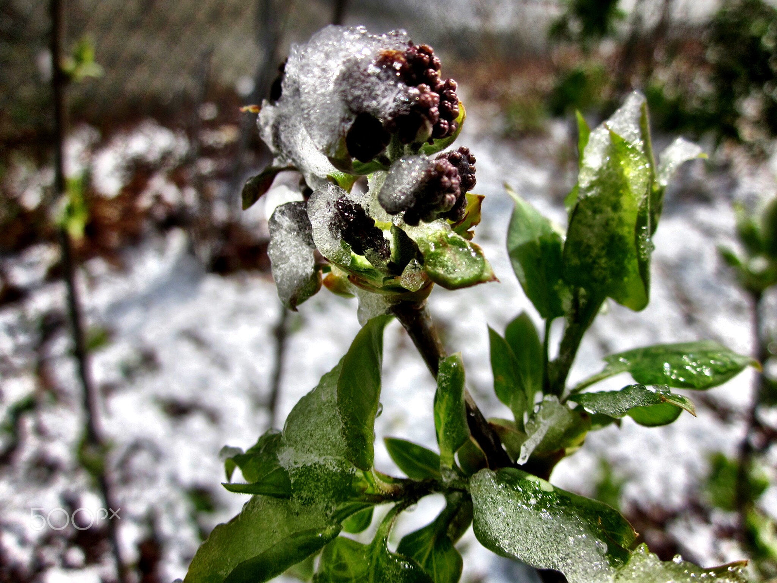 Canon PowerShot SD1300 IS (IXUS 105 / IXY 200F) sample photo. Late spring snow covering lilac flowers photography