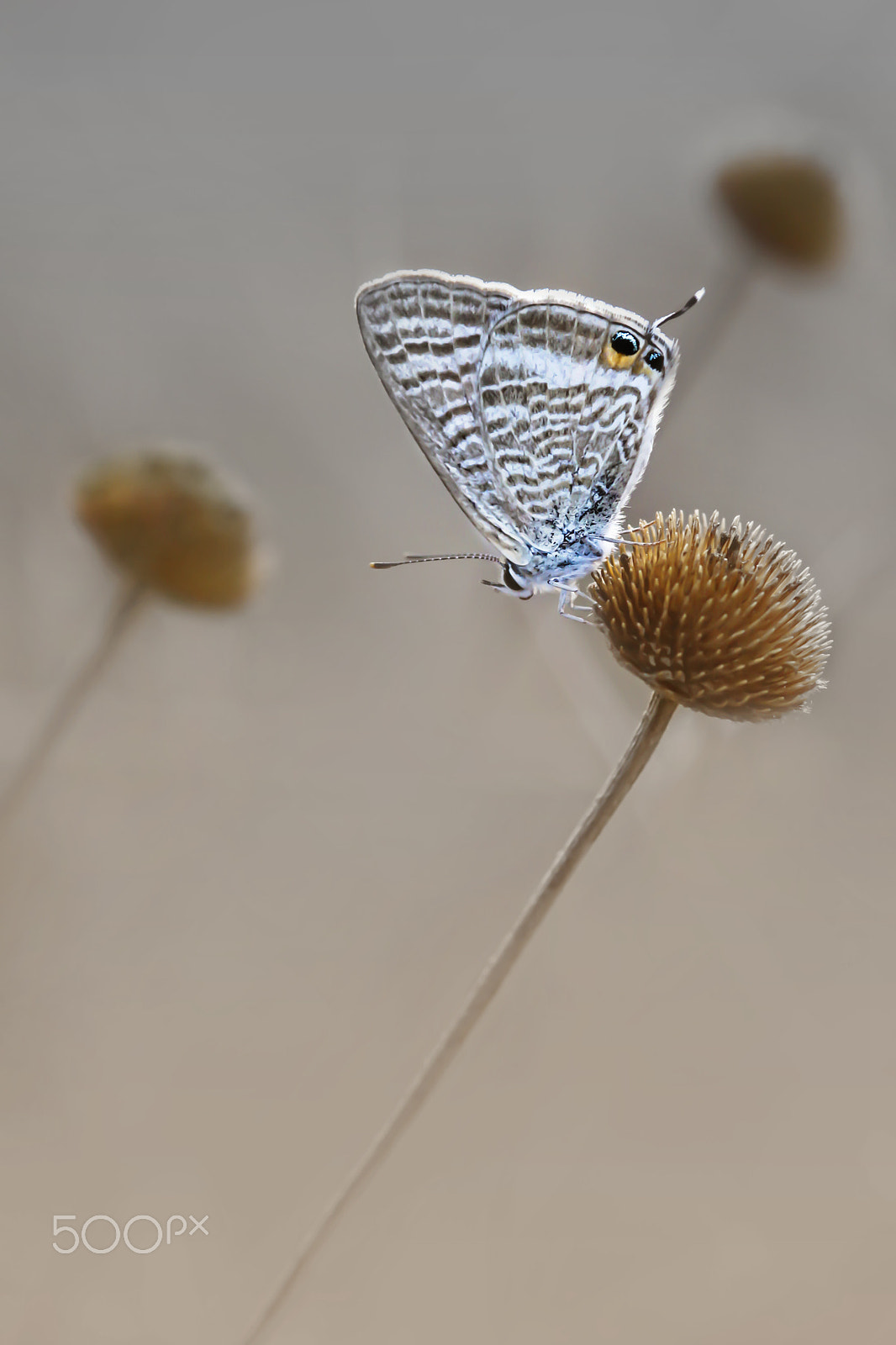Sigma 105mm F2.8 EX DG Macro sample photo. Bfly.5 photography