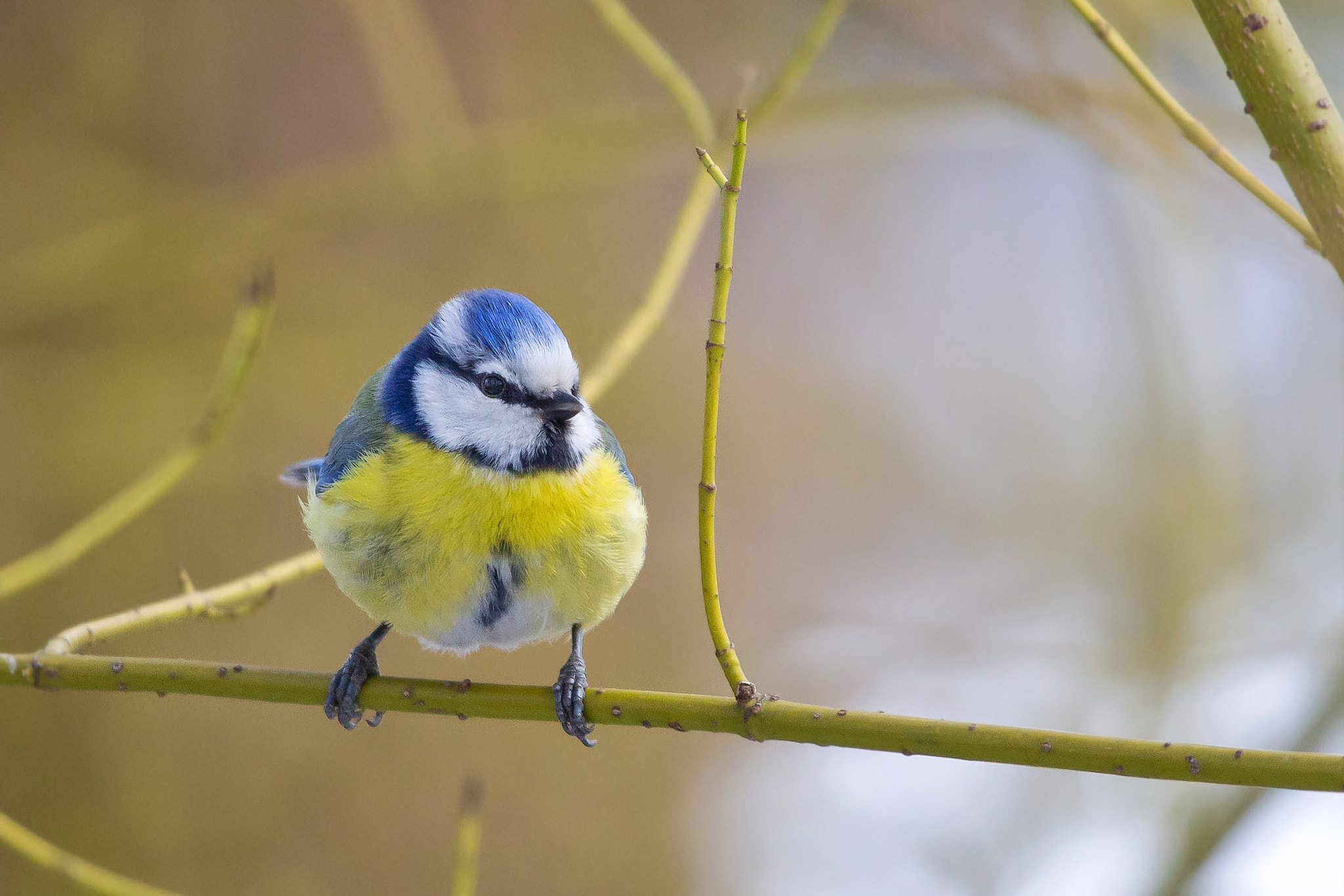 Canon EF 100-400mm F4.5-5.6L IS USM sample photo. Eurasian blue tit photography