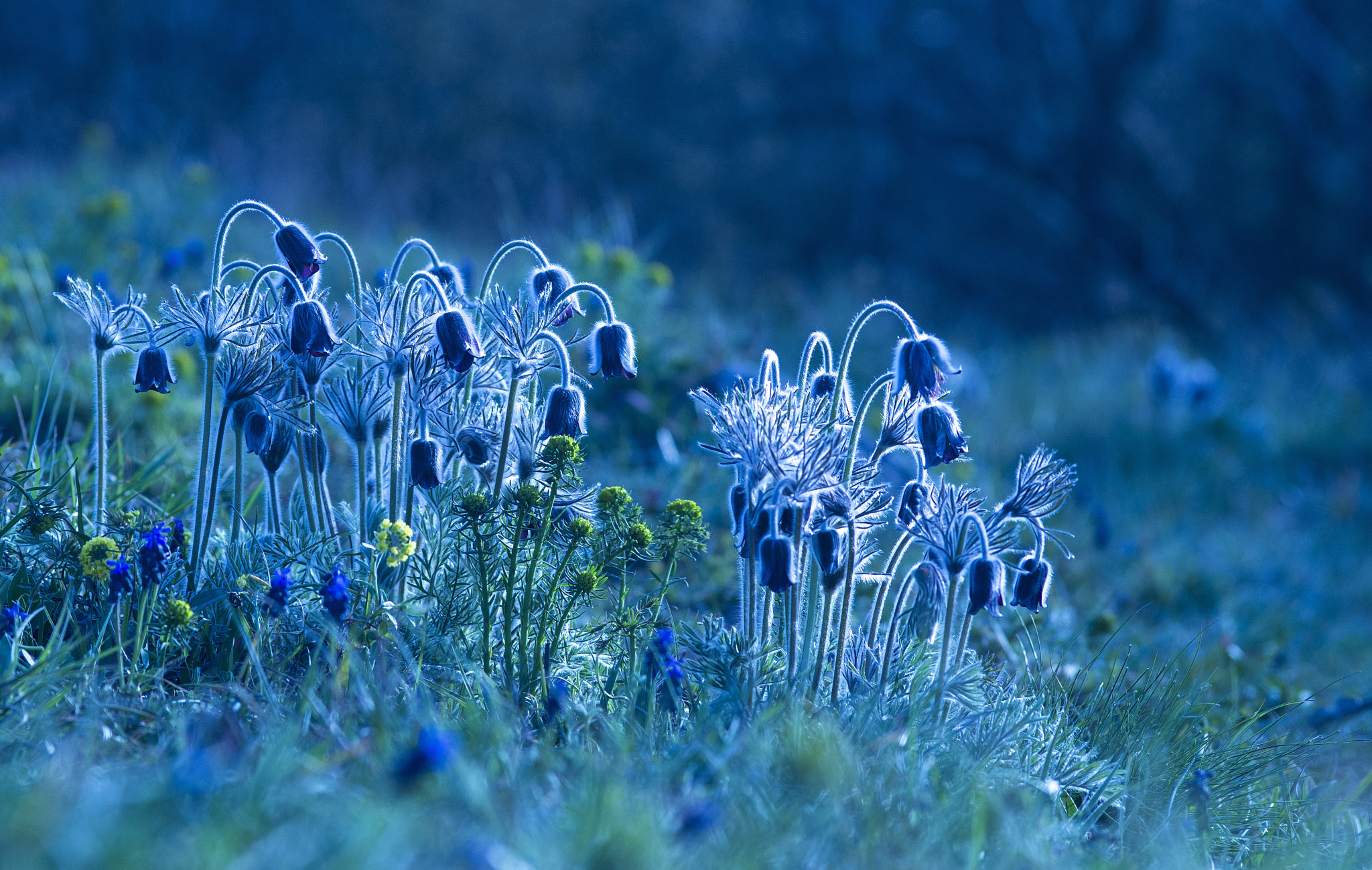 Pentax K-r + Sigma sample photo. Flowers in blue photography