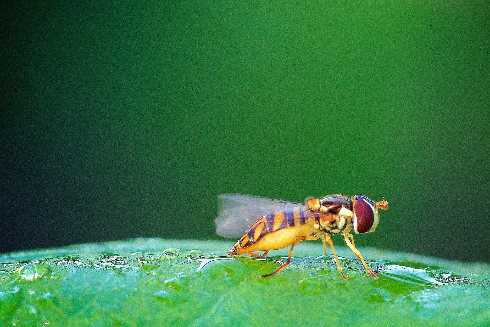 Sony a7R II + Sony FE 90mm F2.8 Macro G OSS sample photo. Happy hour.jpg photography