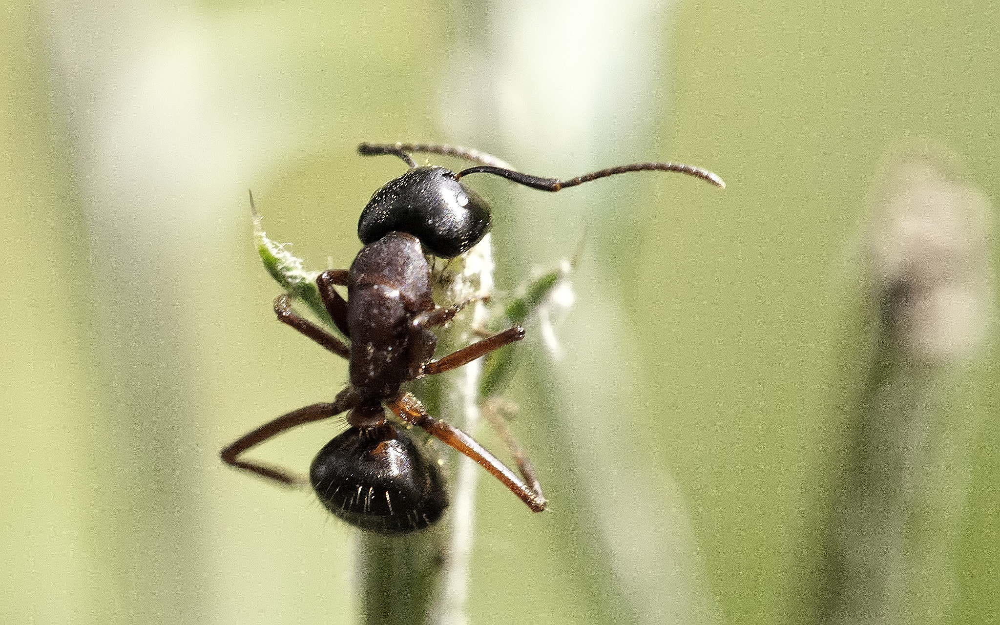 Sigma 150mm F2.8 EX DG Macro HSM sample photo. Climbing ant photography