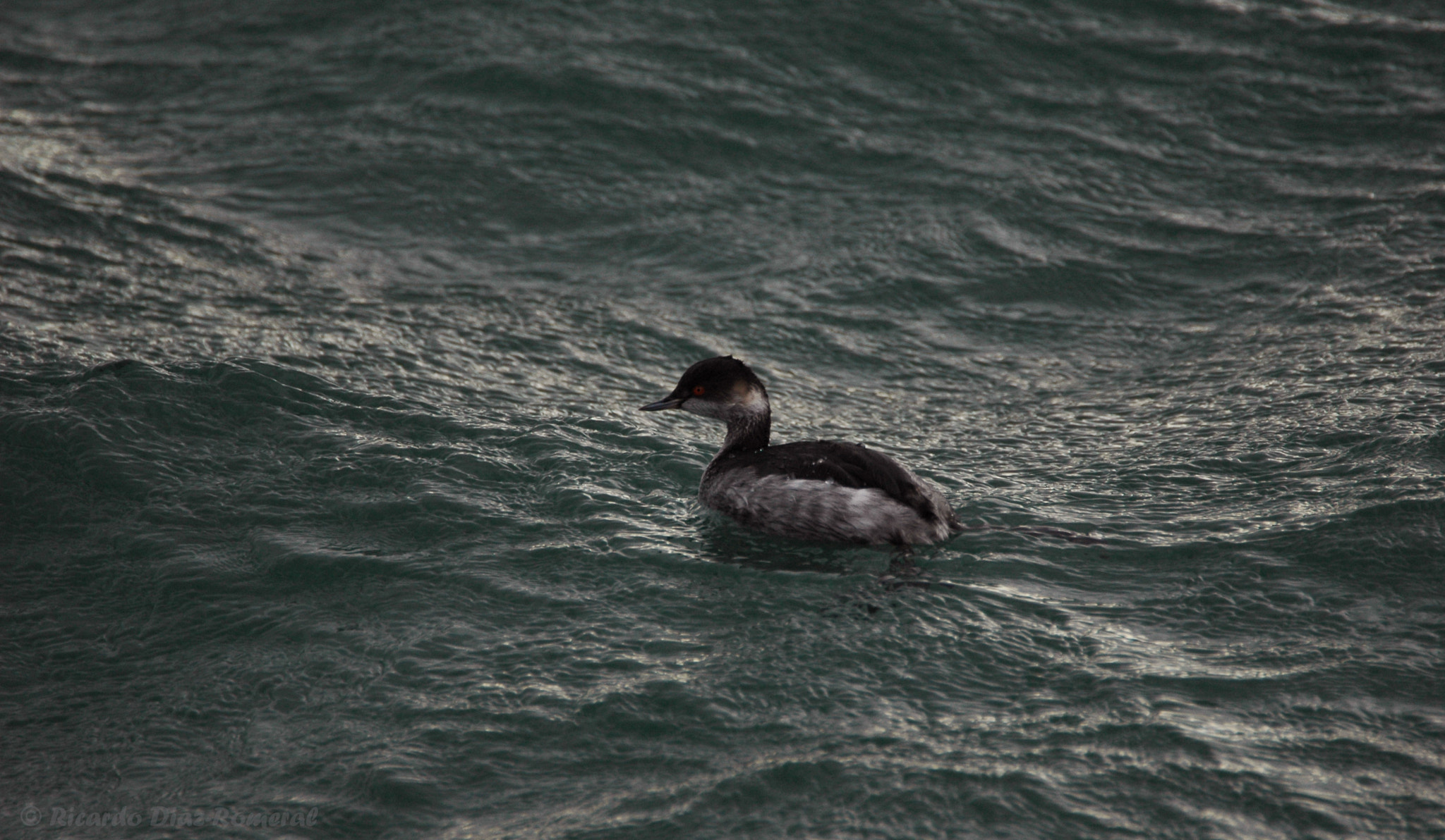 Nikon D70 sample photo. Aves del cantabrico photography