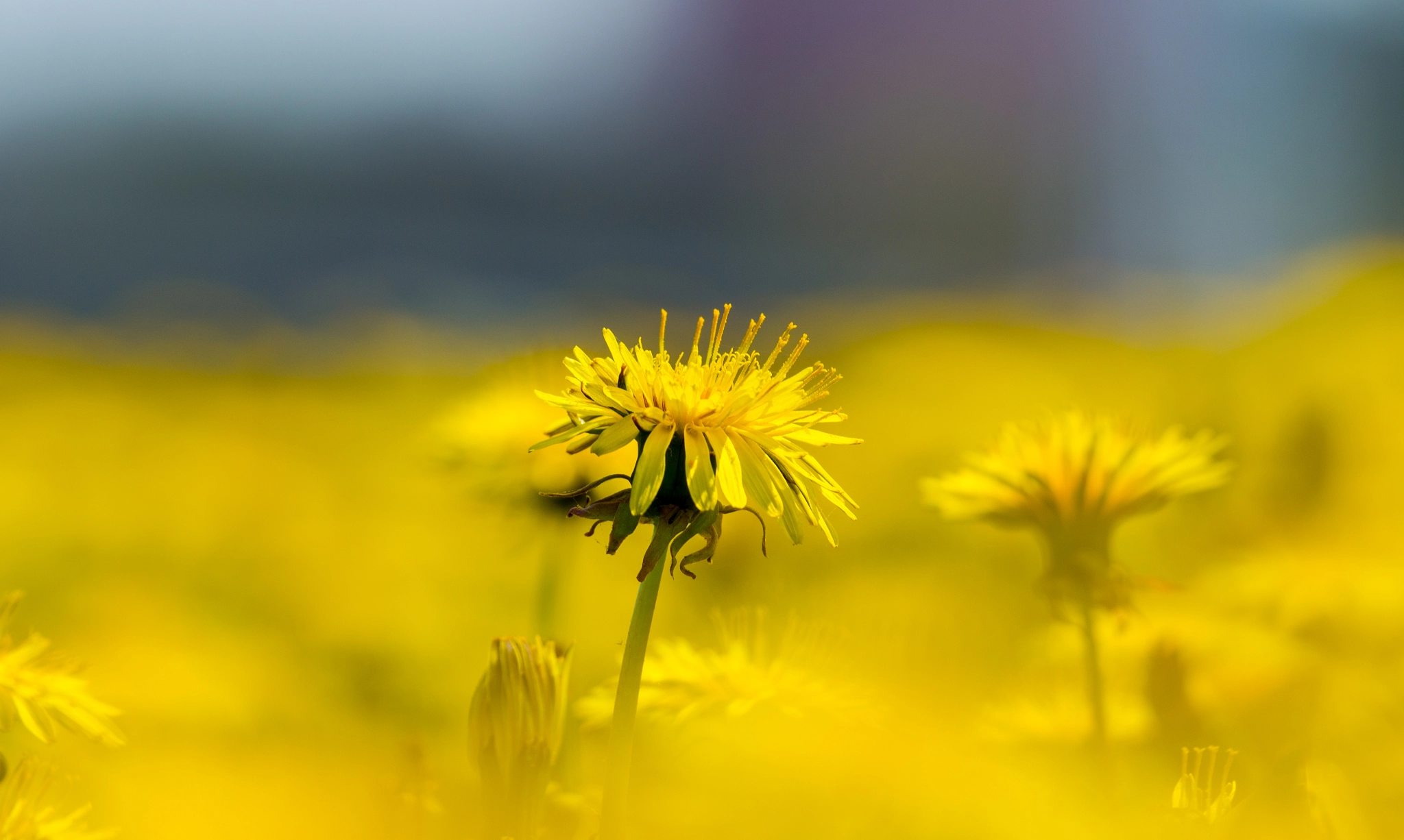 Canon EF 70-300mm F4-5.6L IS USM sample photo. Dandelion photography