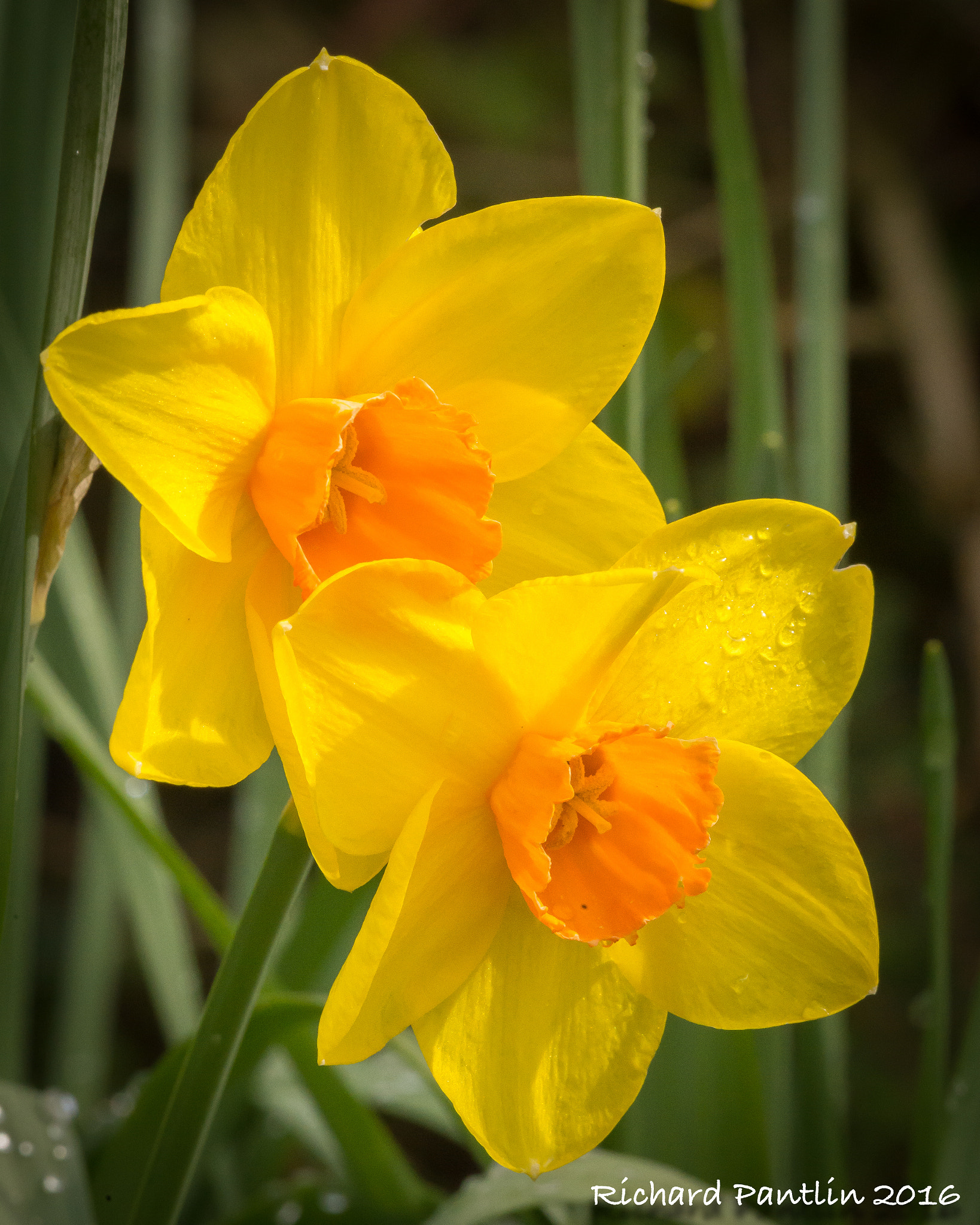 Nikon D610 + Nikon AF Micro-Nikkor 200mm F4D ED-IF sample photo. 20160403-_rjr5947.jpg photography