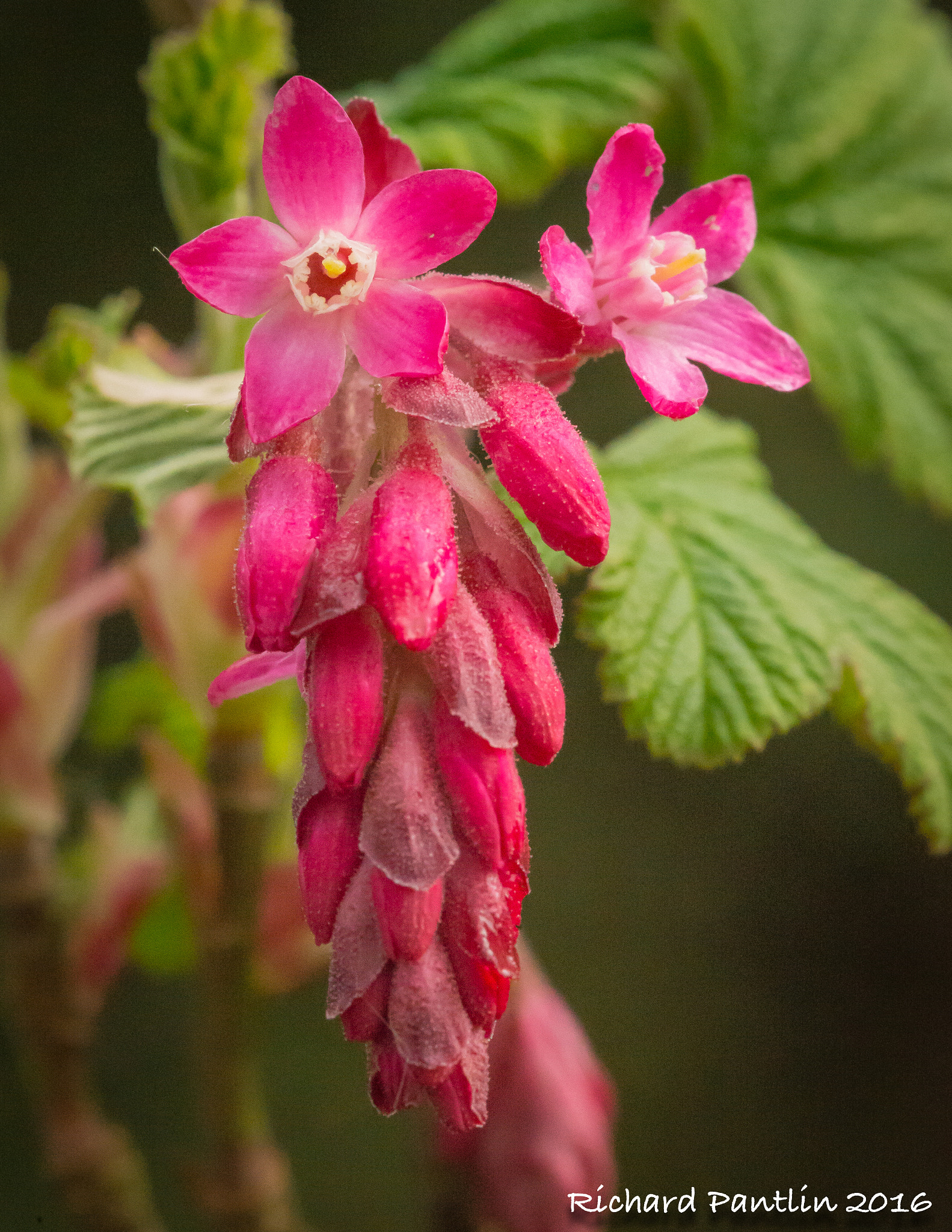 Nikon D610 + Nikon AF Micro-Nikkor 200mm F4D ED-IF sample photo. 20160403-_rjr5959.jpg photography