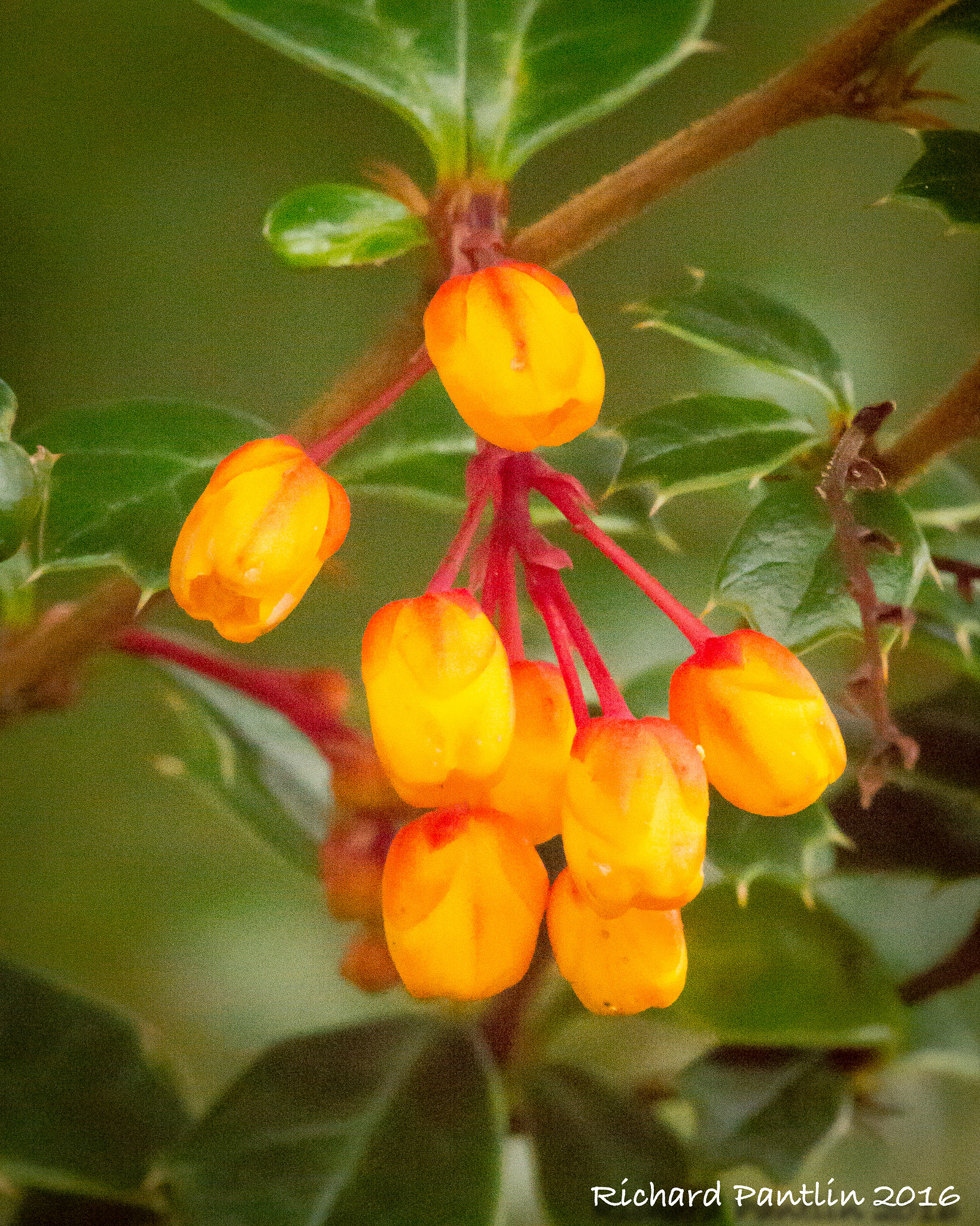 Nikon D610 + Nikon AF Micro-Nikkor 200mm F4D ED-IF sample photo. 20160403-_rjr5983.jpg photography