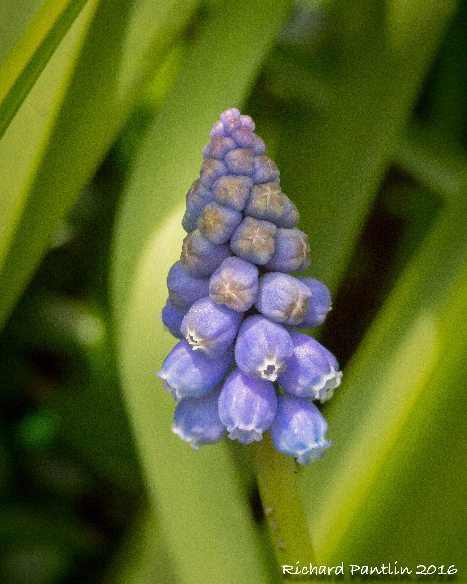 Nikon D610 + Nikon AF Micro-Nikkor 200mm F4D ED-IF sample photo. 20160403-_rjr5966.jpg photography