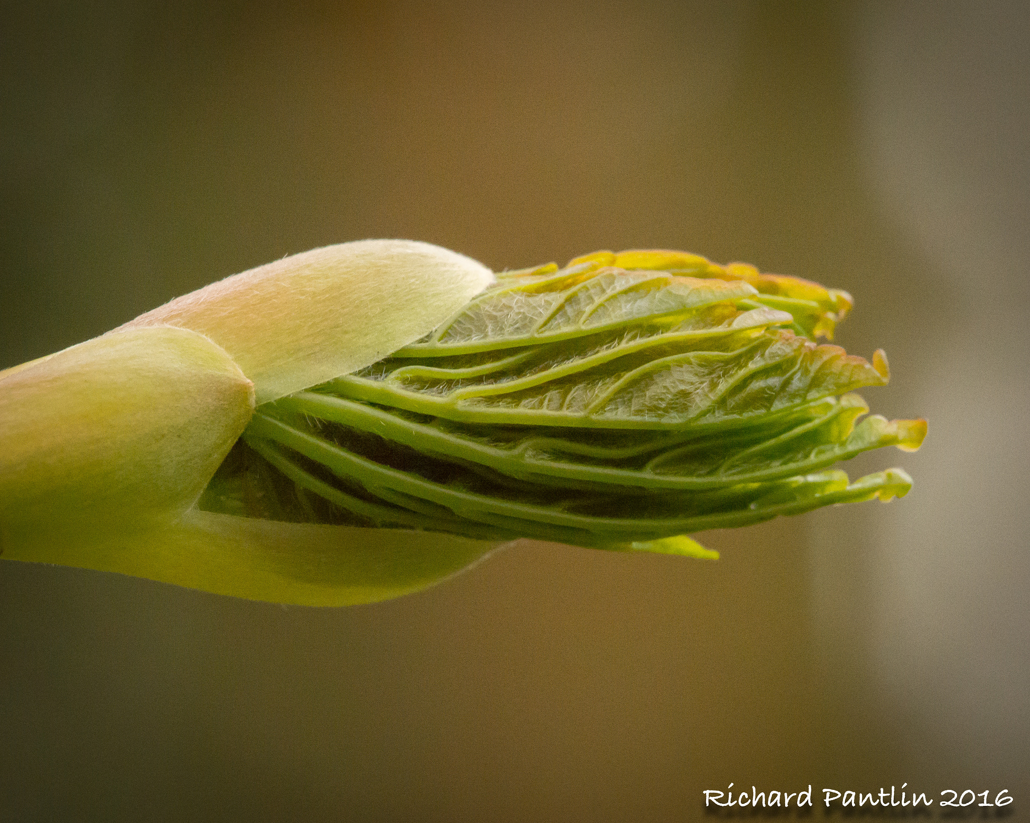 Nikon D610 + Nikon AF Micro-Nikkor 200mm F4D ED-IF sample photo. 20160403-_rjr5992.jpg photography