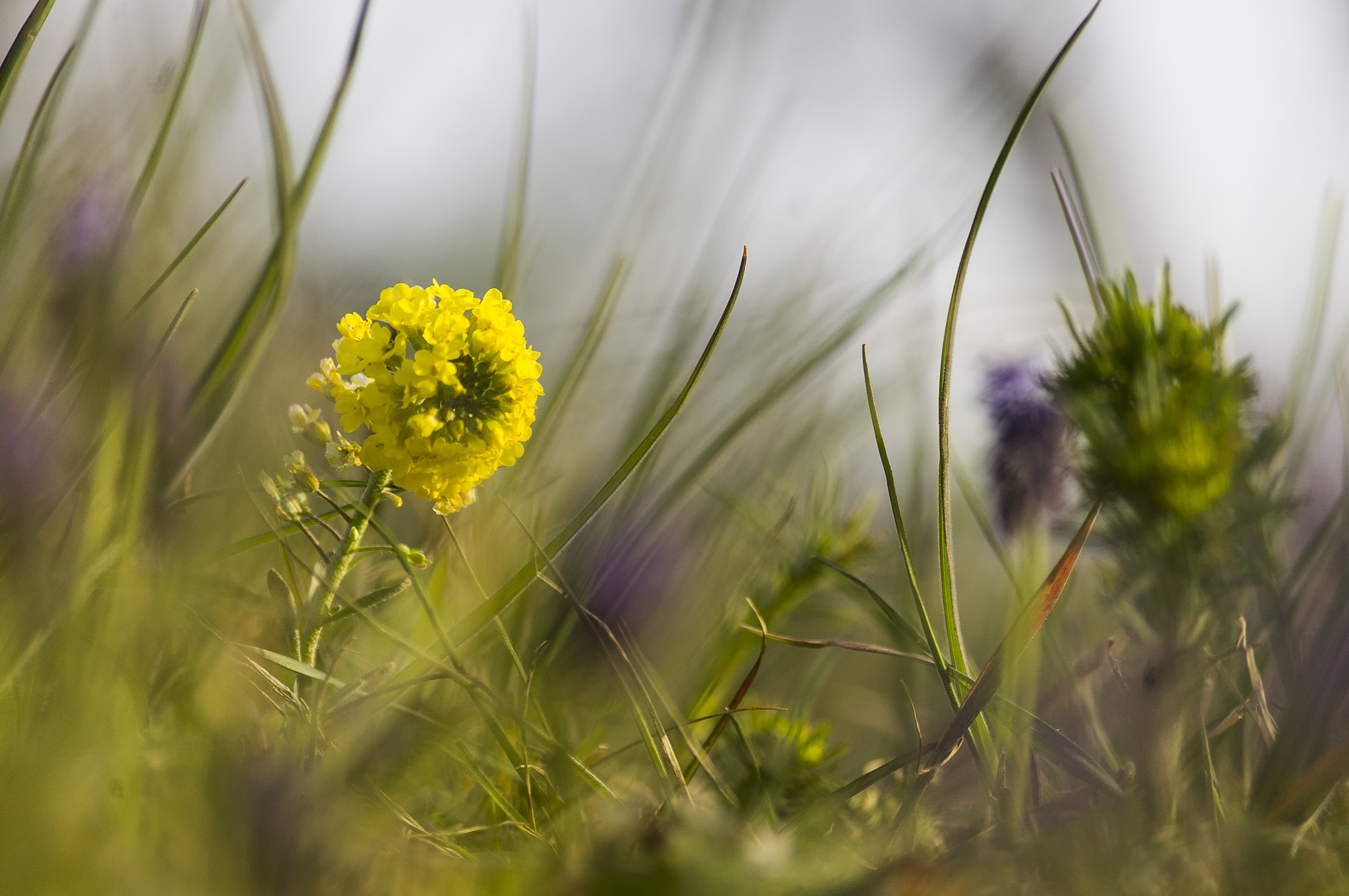 Pentax smc DA 50-200mm F4-5.6 ED WR sample photo. Yellow photography