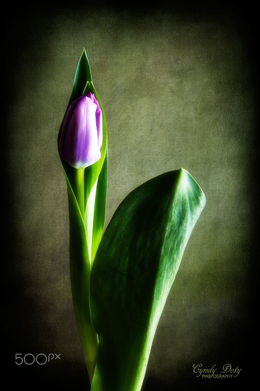 Canon EOS 50D + Canon EF 50mm F2.5 Macro sample photo. Solo tulip photography