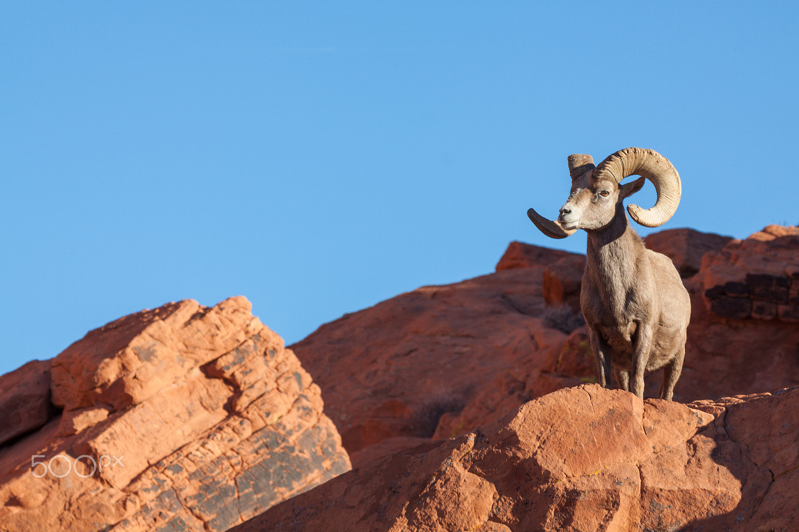 Canon EF 100-400mm F4.5-5.6L IS USM sample photo. Desert bighorn sheep ram photography