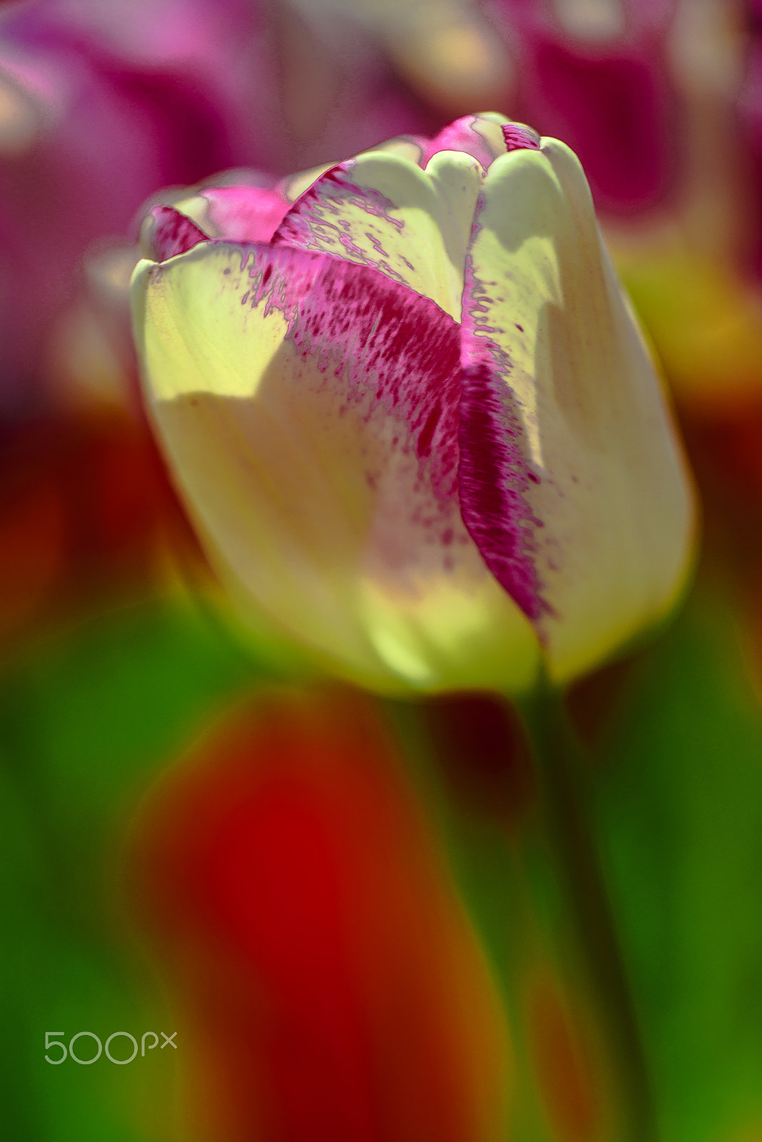Nikon D800 + PC Micro-Nikkor 85mm f/2.8D sample photo. Tulip photography