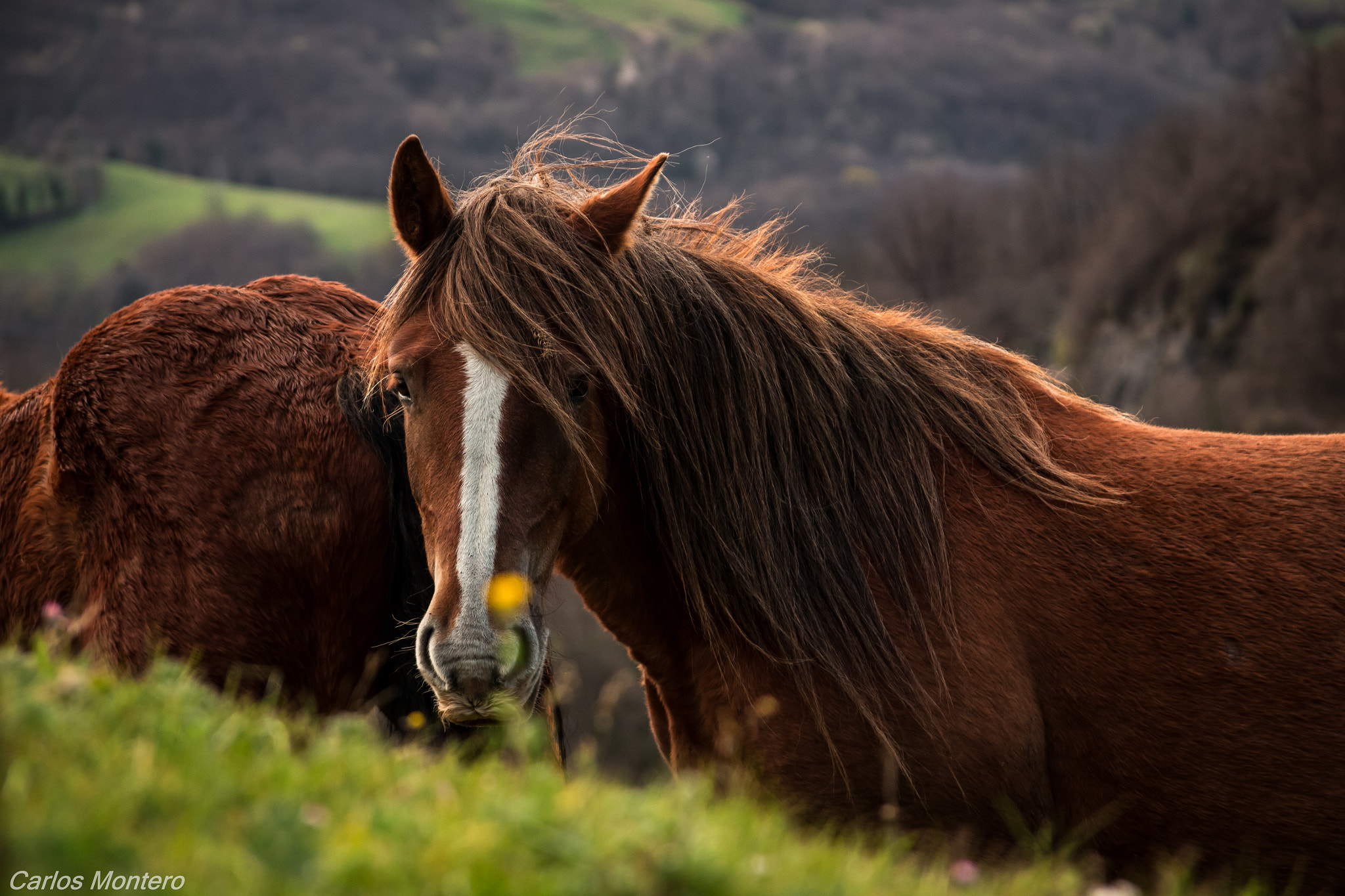 Canon EOS 700D (EOS Rebel T5i / EOS Kiss X7i) + Sigma 18-125mm F3.8-5.6 DC OS HSM sample photo. Te veo!! photography