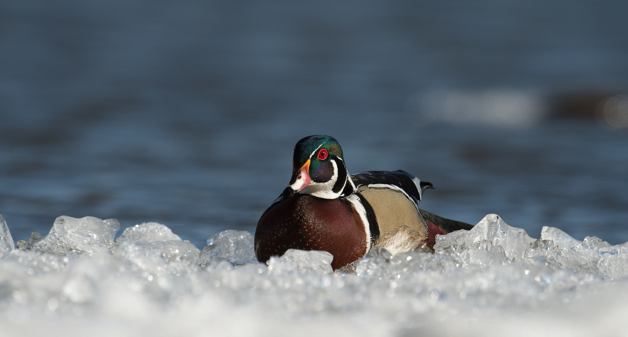 Sigma 24-60mm F2.8 EX DG sample photo. Canard branchu - aix sponsa - wood duck photography