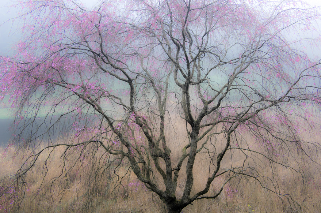 Pentax smc DA 16-45mm F4 ED AL sample photo. Weeping cherry tree photography