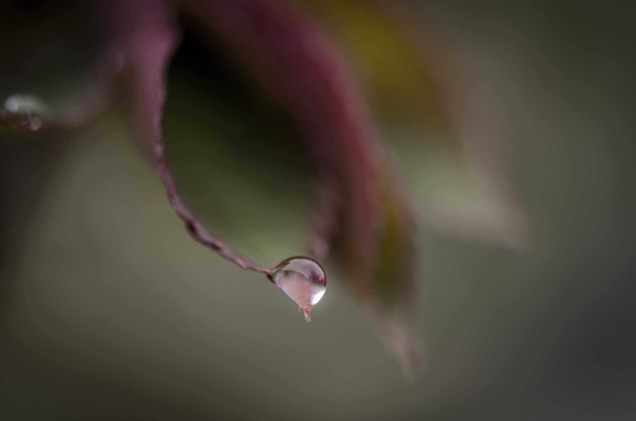 Nikon AF-S Micro-Nikkor 60mm F2.8G ED sample photo. Drop photography