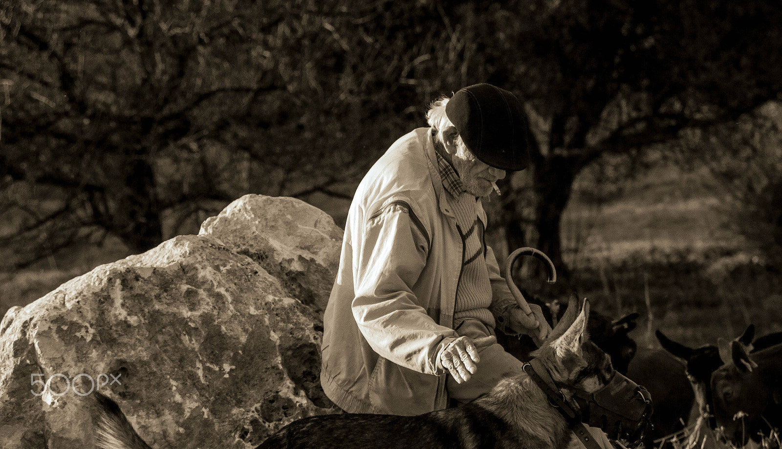 Canon EF-S 18-135mm F3.5-5.6 IS STM sample photo. A shepherd with his dog photography