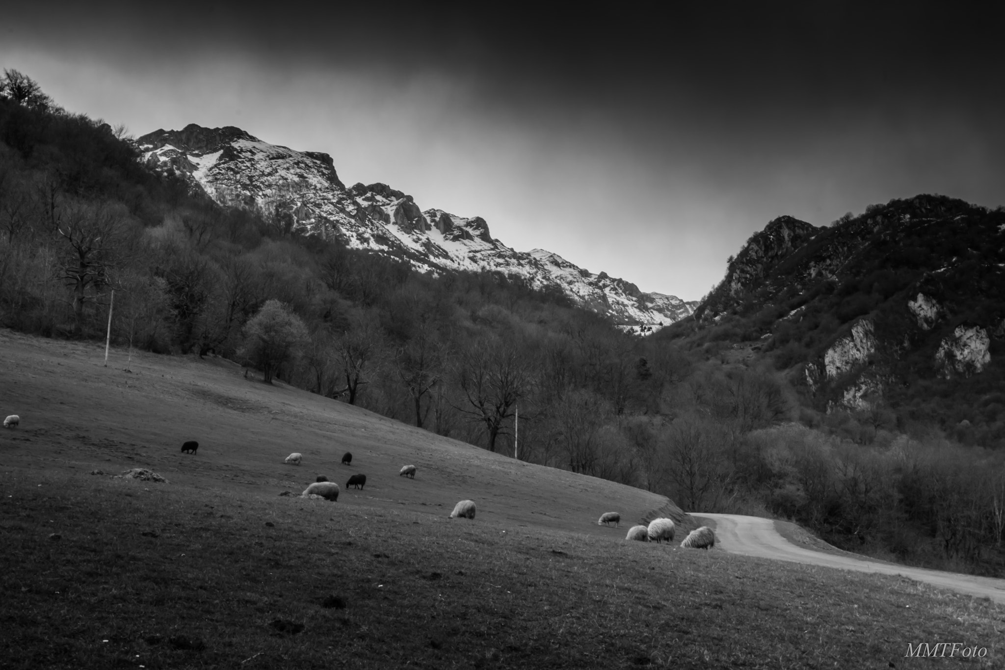 Sigma 18-125mm F3.8-5.6 DC OS HSM sample photo. Lambs photography