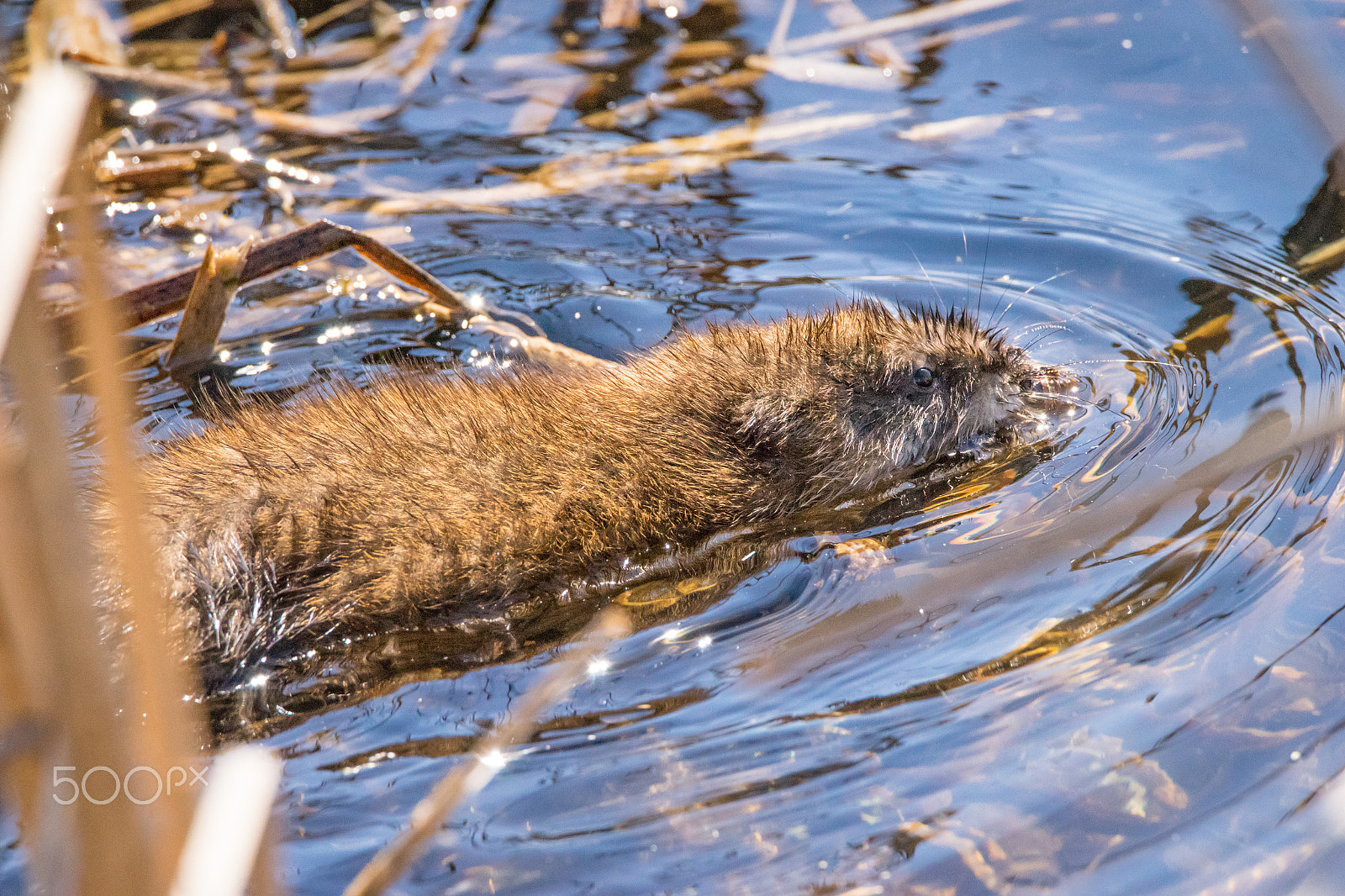 Sony a7 + Tamron SP 150-600mm F5-6.3 Di VC USD sample photo. Mildred swimming by photography